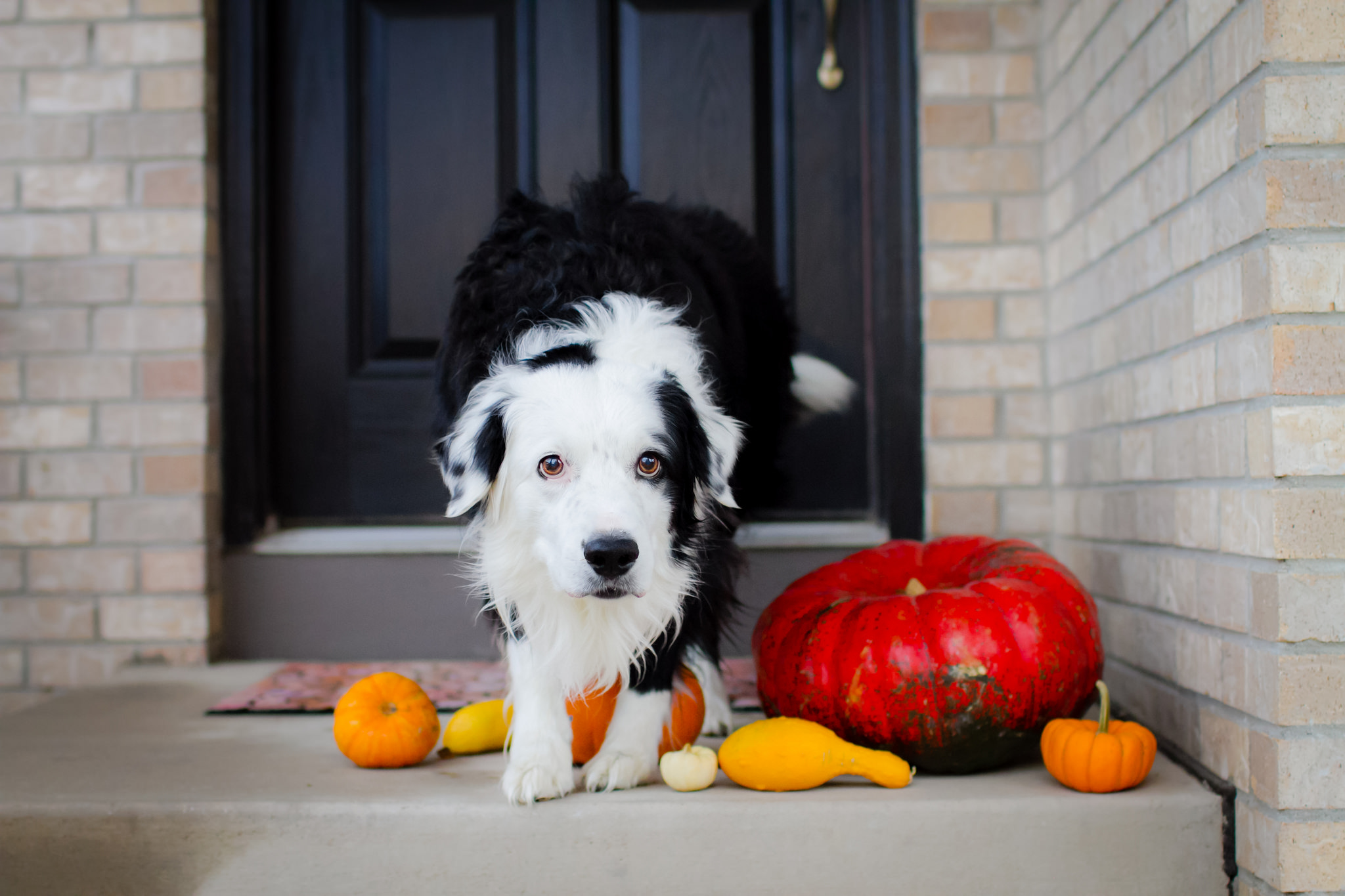Free download wallpaper Dogs, Pumpkin, Dog, Animal, Border Collie on your PC desktop