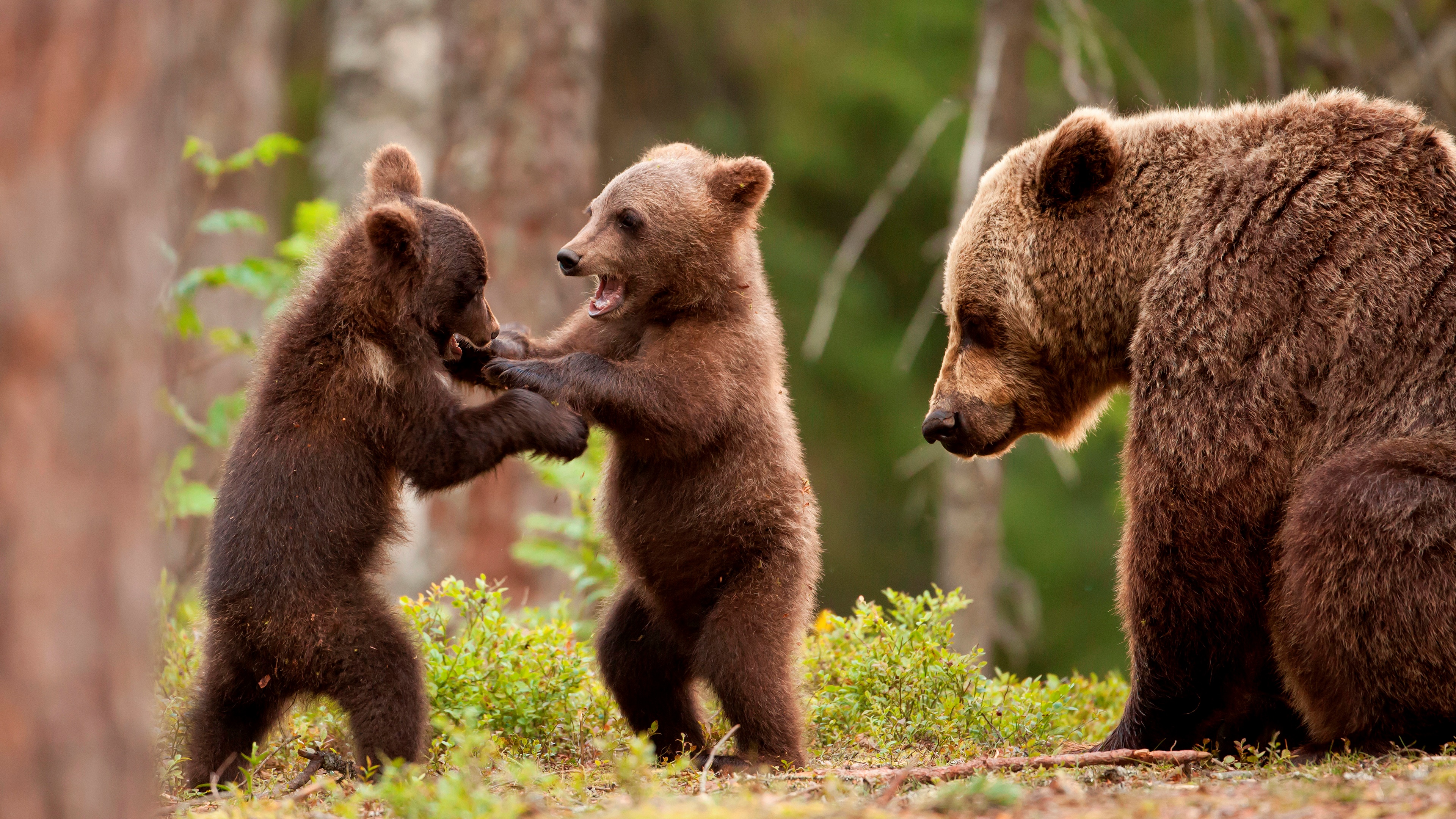 462476 descargar fondo de pantalla animales, oso, cachorro, jugando, osos: protectores de pantalla e imágenes gratis
