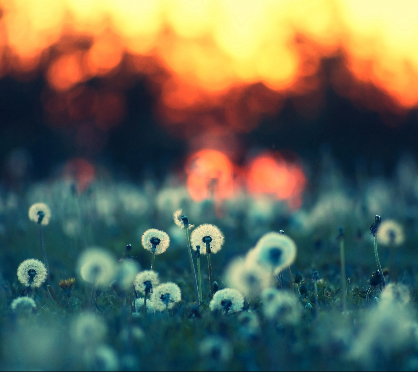 Dandelion  1366x768 Wallpapers