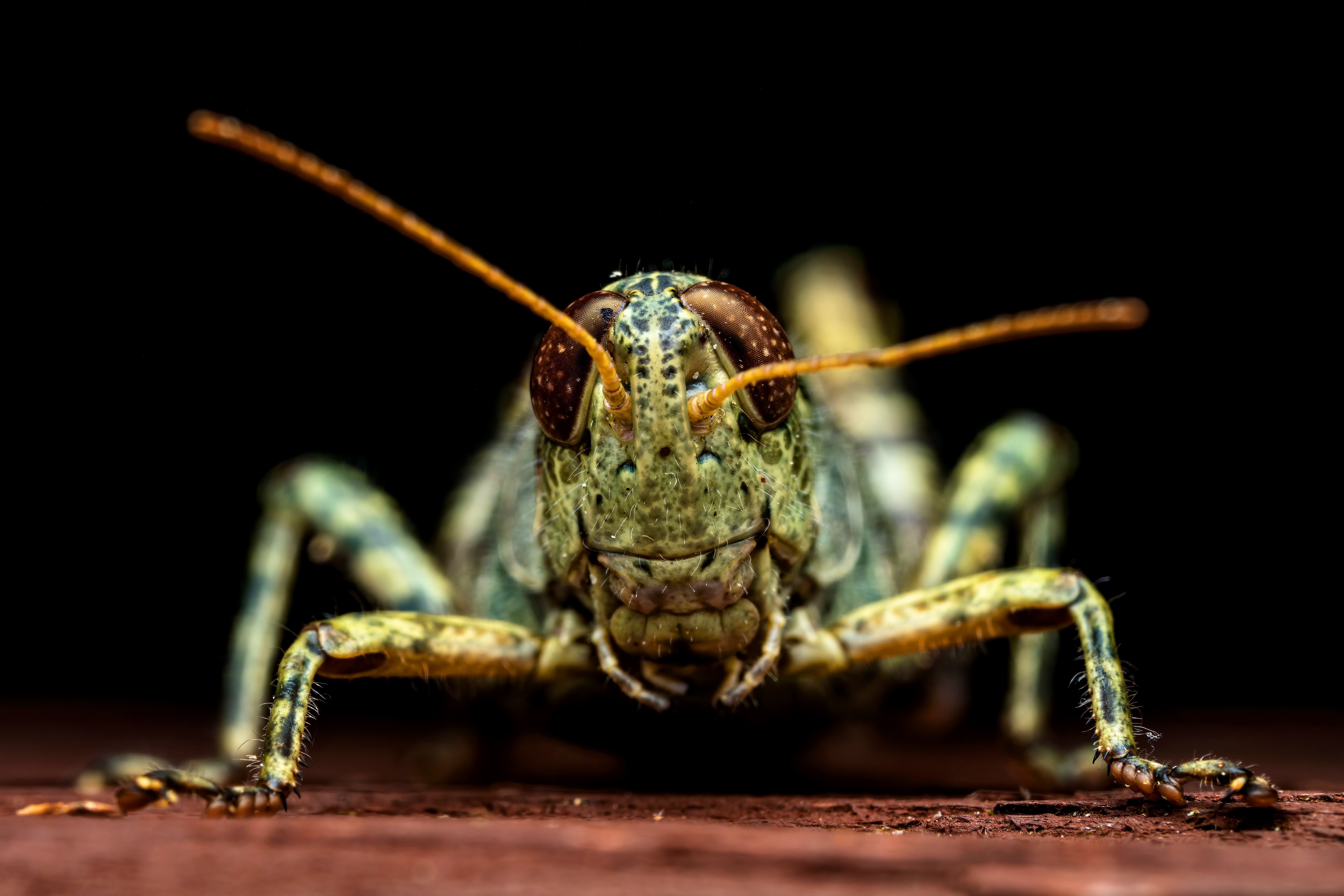 Download mobile wallpaper Macro, Insect, Animal, Grasshopper for free.