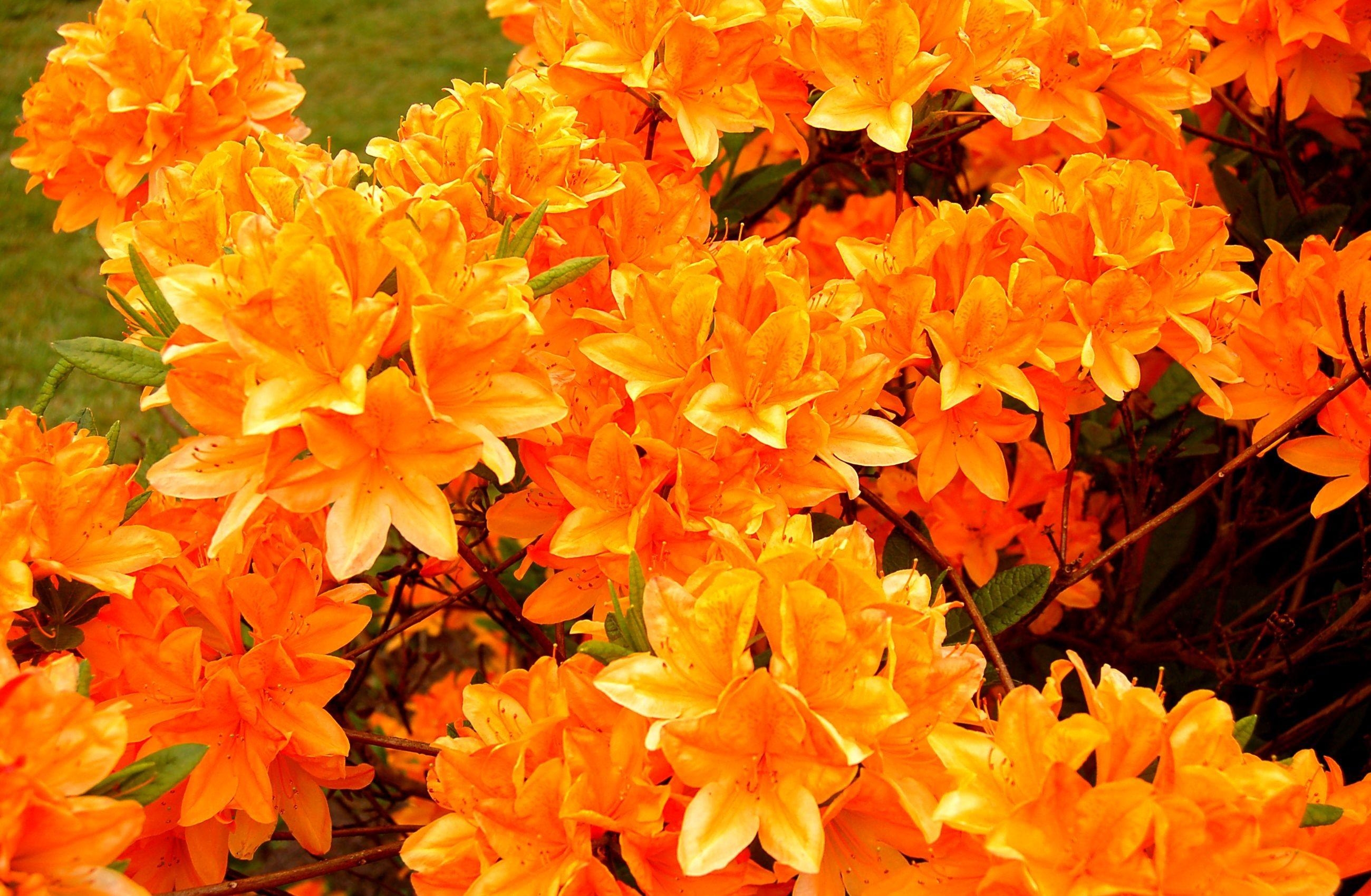 55406 завантажити шпалери квіти, яскравий, цвітіння, оранжевий, яскрава, азалія, помаранчева - заставки і картинки безкоштовно