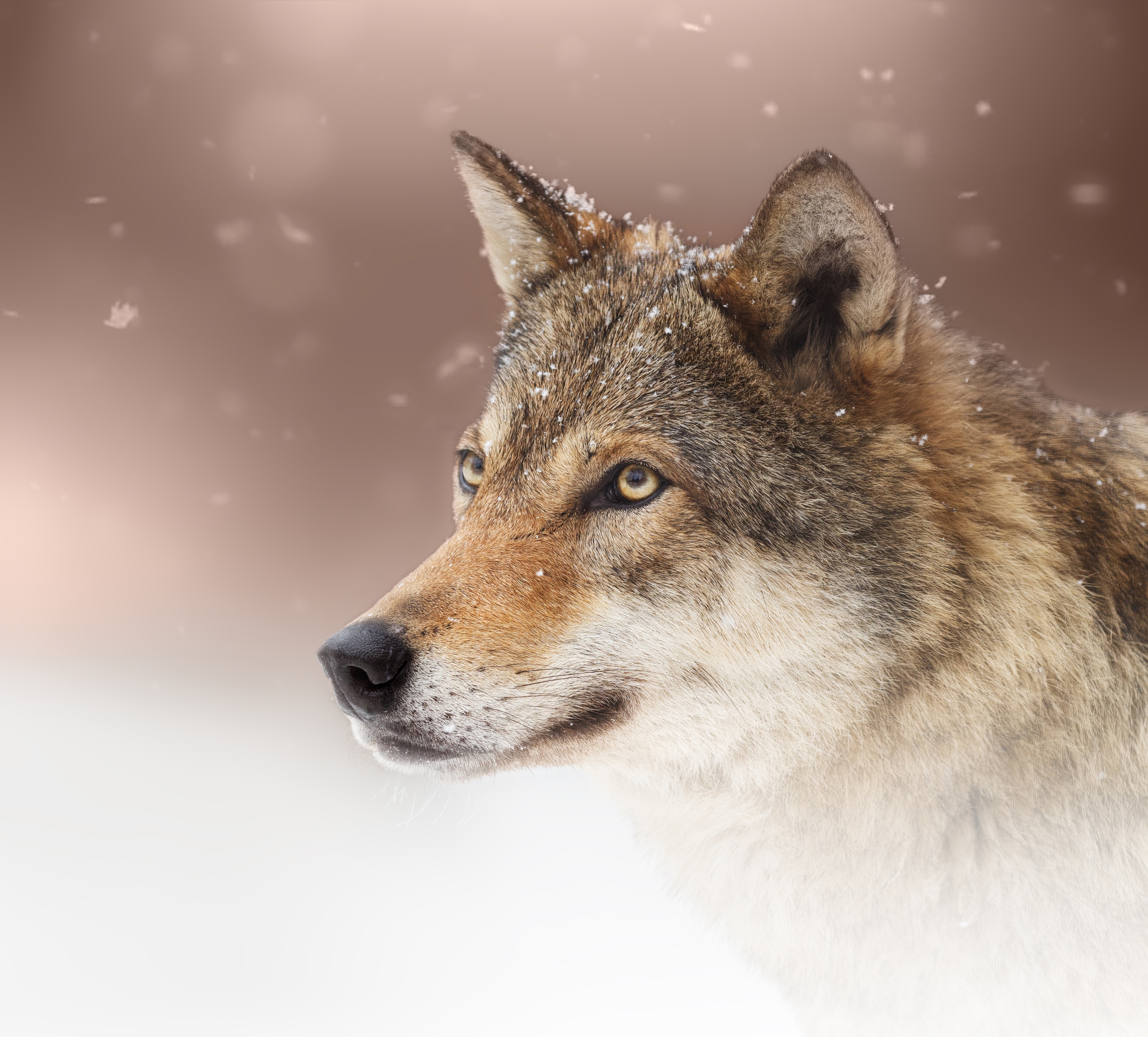Descarga gratis la imagen Wolves, Lobo, Animales en el escritorio de tu PC
