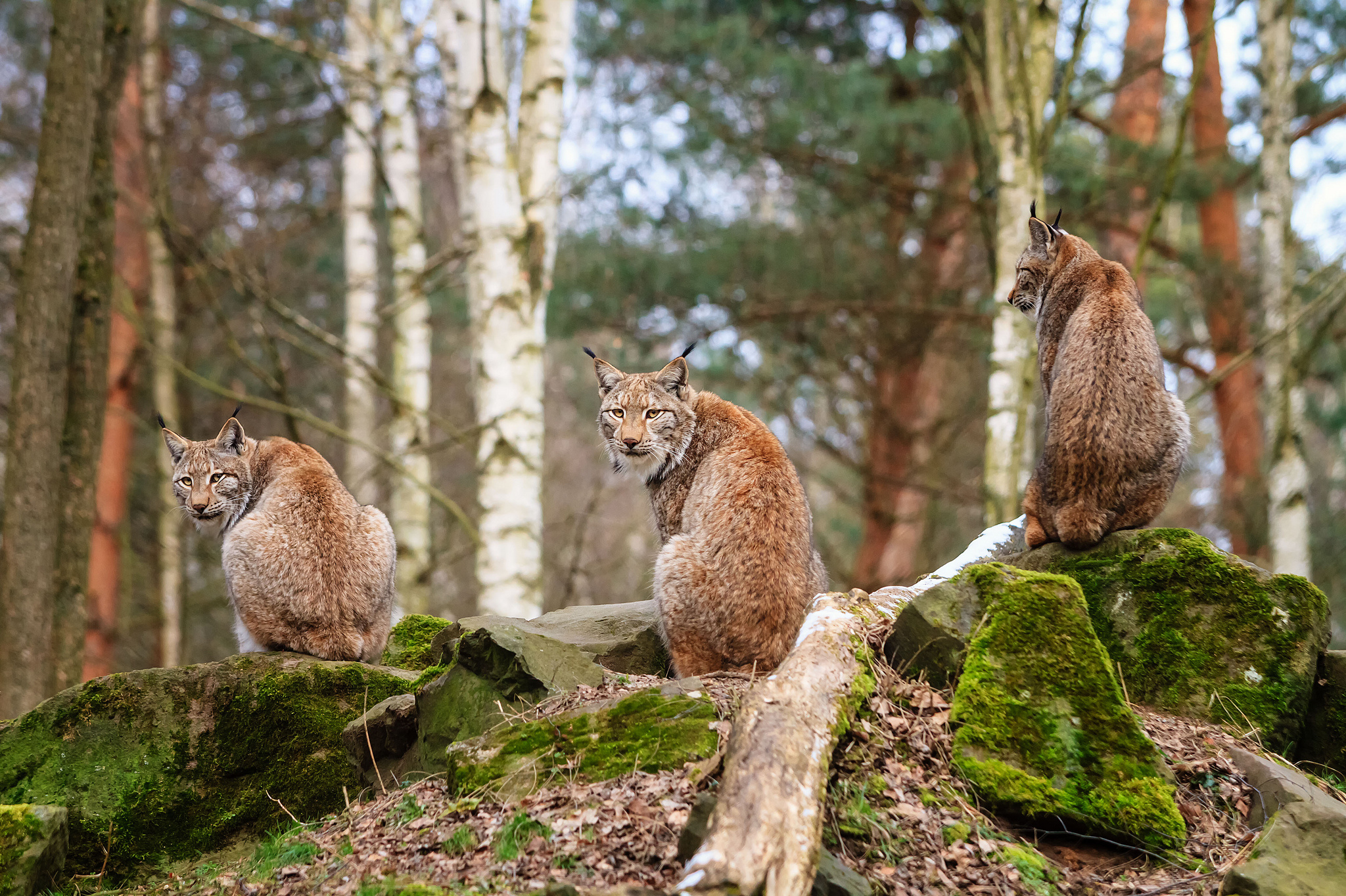 Descarga gratuita de fondo de pantalla para móvil de Animales, Gatos, Lince.