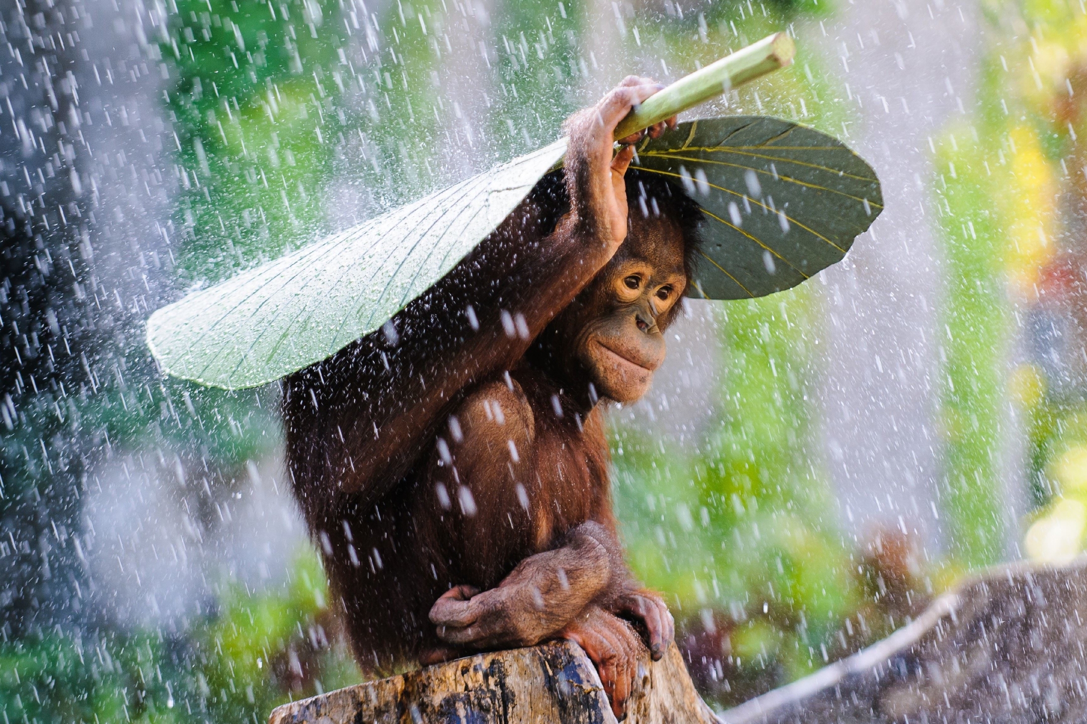 Завантажити шпалери безкоштовно Дощ, Мавпи, Мавпа, Тварина, Милий, Листок, Орангутанг картинка на робочий стіл ПК