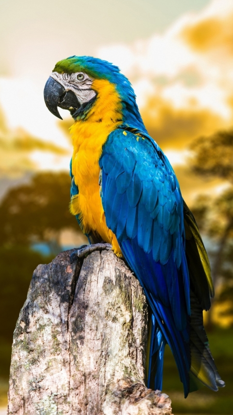 Descarga gratuita de fondo de pantalla para móvil de Animales, Aves, Guacamayo Azul Y Amarillo.