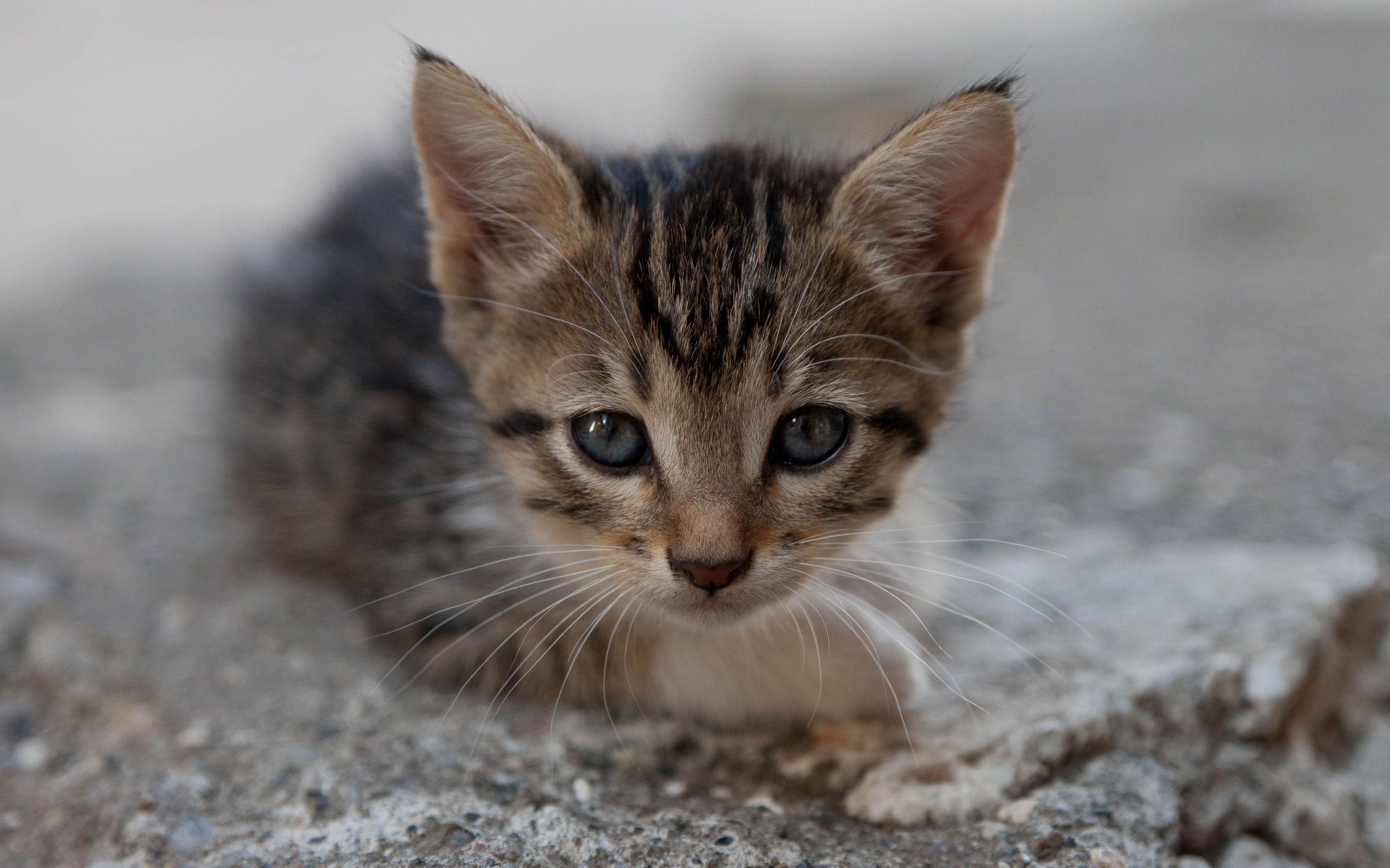 Handy-Wallpaper Tiere, Katze kostenlos herunterladen.