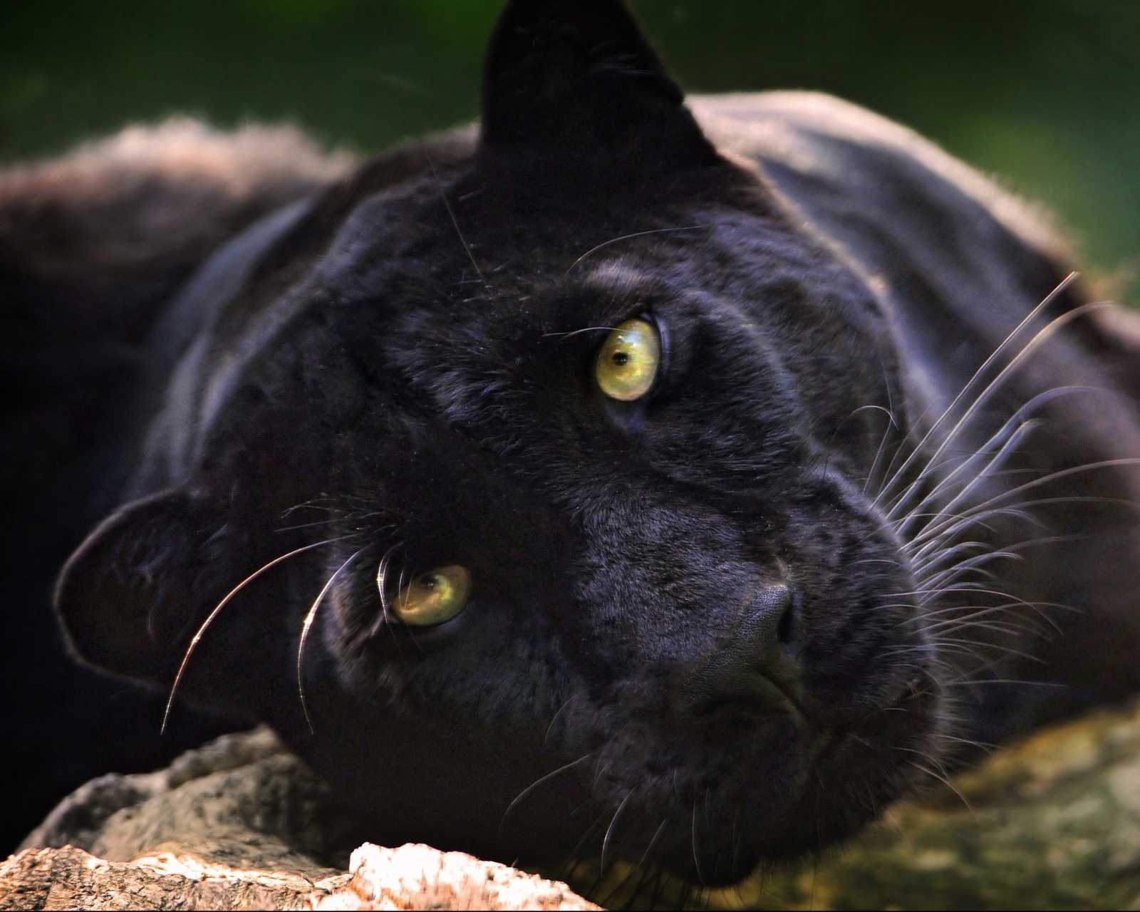 Baixar papel de parede para celular de Animais, Gatos, Pantera Negra gratuito.