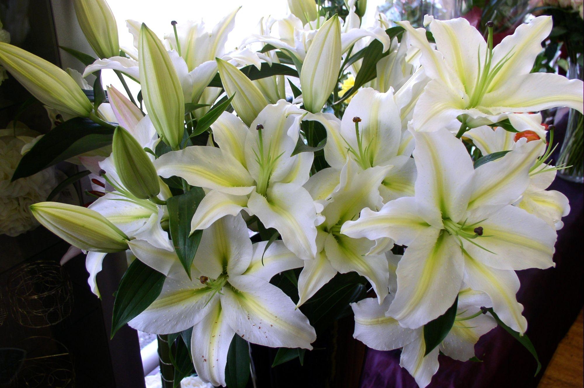 Téléchargez gratuitement l'image Lilies, Blanc Comme Neige, Bourgeons, Bouquet, Fleurs sur le bureau de votre PC