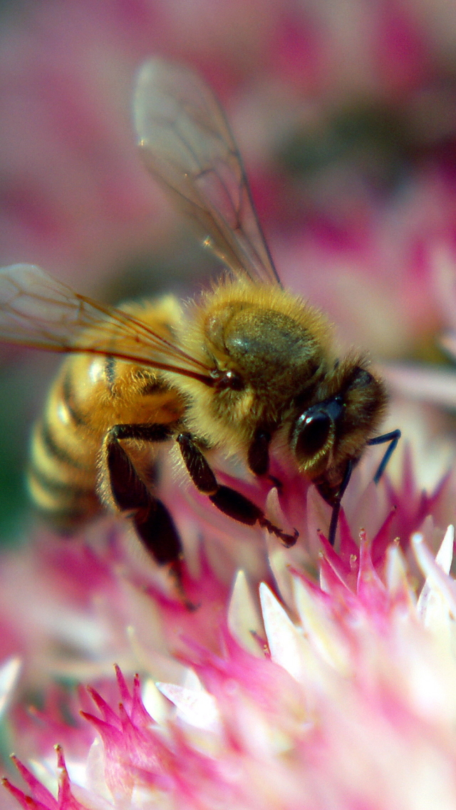 Скачать картинку Животные, Насекомые, Цветок, Насекомое, Пчела в телефон бесплатно.