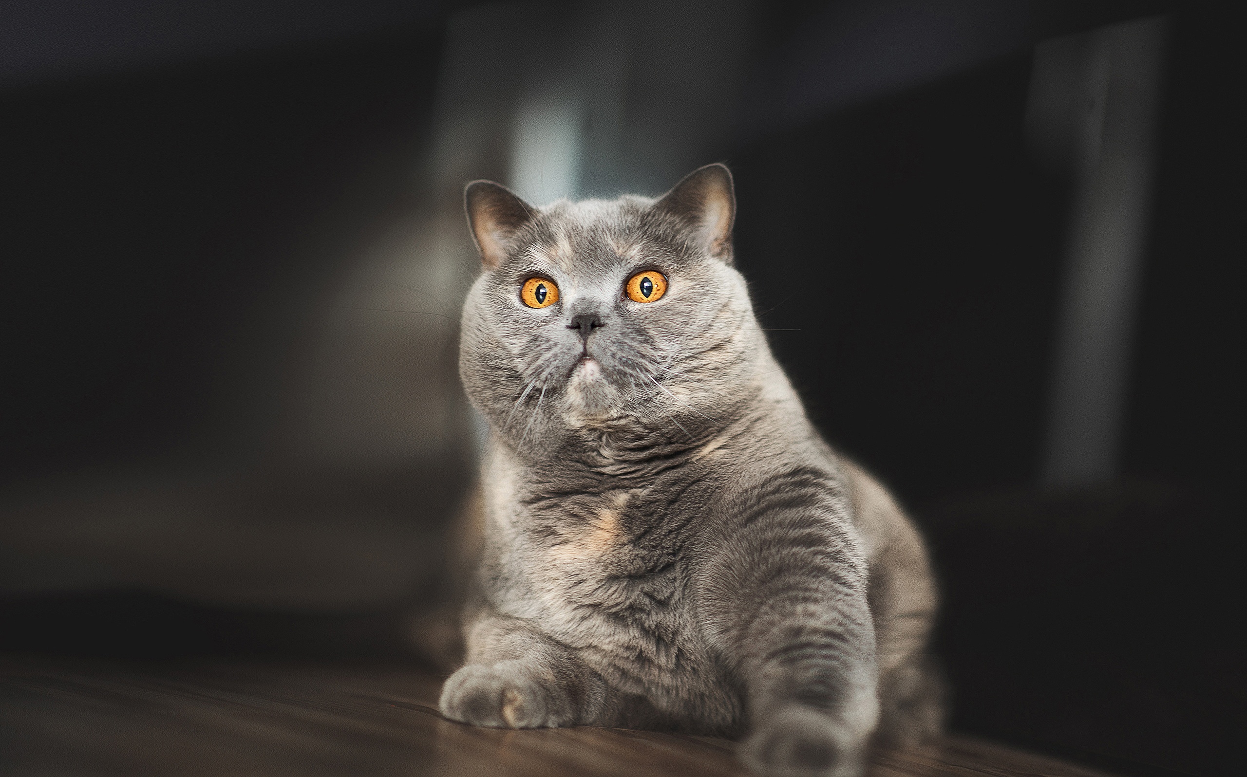 Descarga gratis la imagen Animales, Gatos, Británico De Pelo Corto en el escritorio de tu PC
