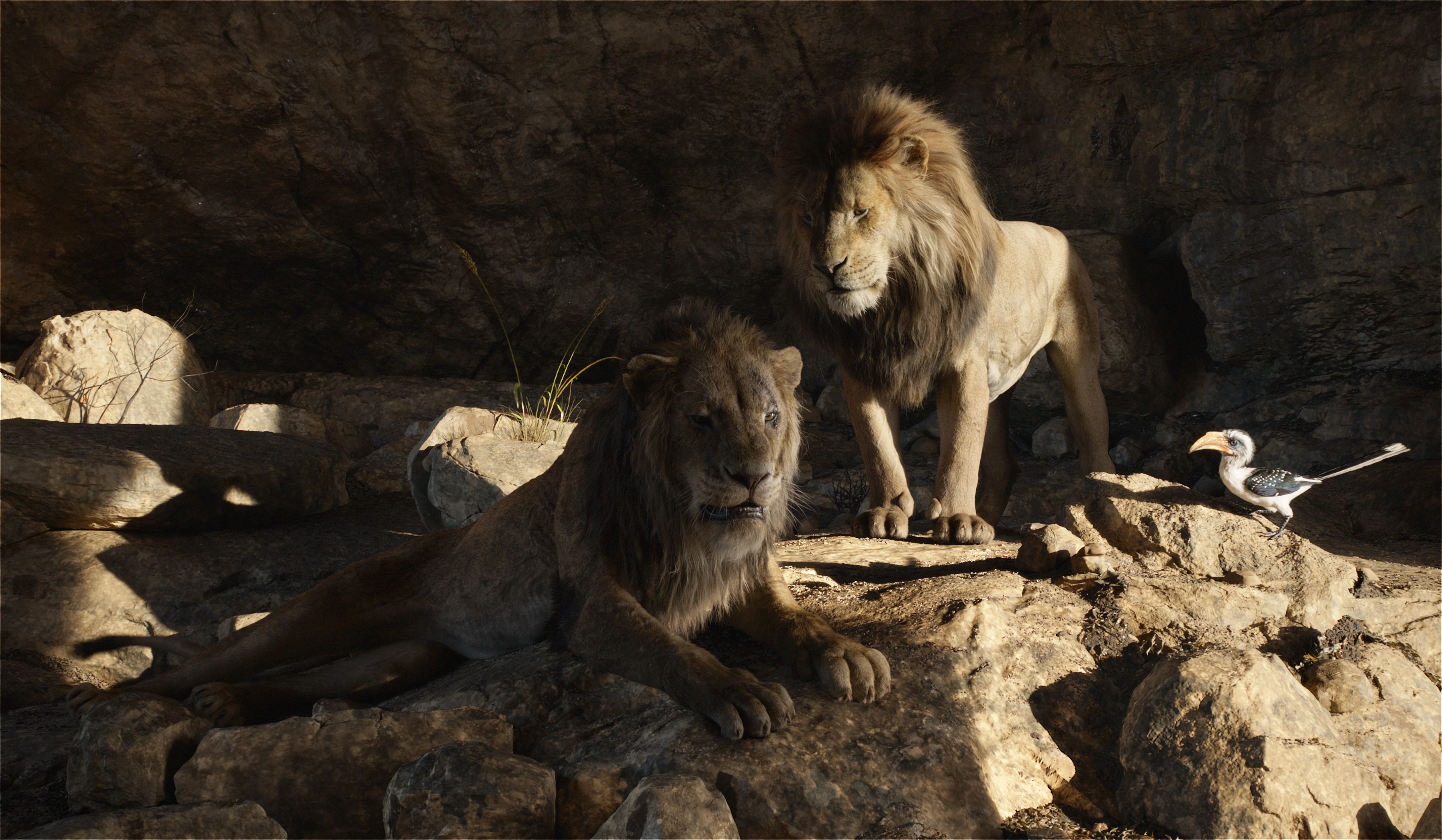 951517 завантажити шпалери фільм, король лев (2019), муфаса (король лев), сімба, зазу (король лев) - заставки і картинки безкоштовно