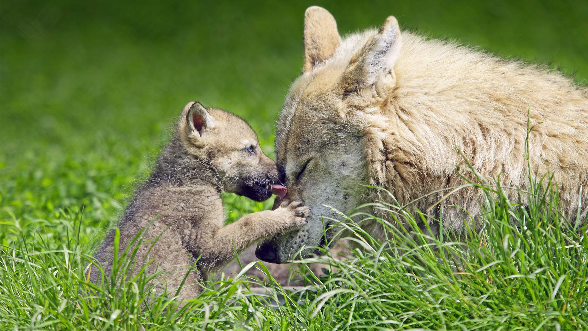 Download mobile wallpaper Grass, Wolf, Animal, Baby Animal, Cub for free.