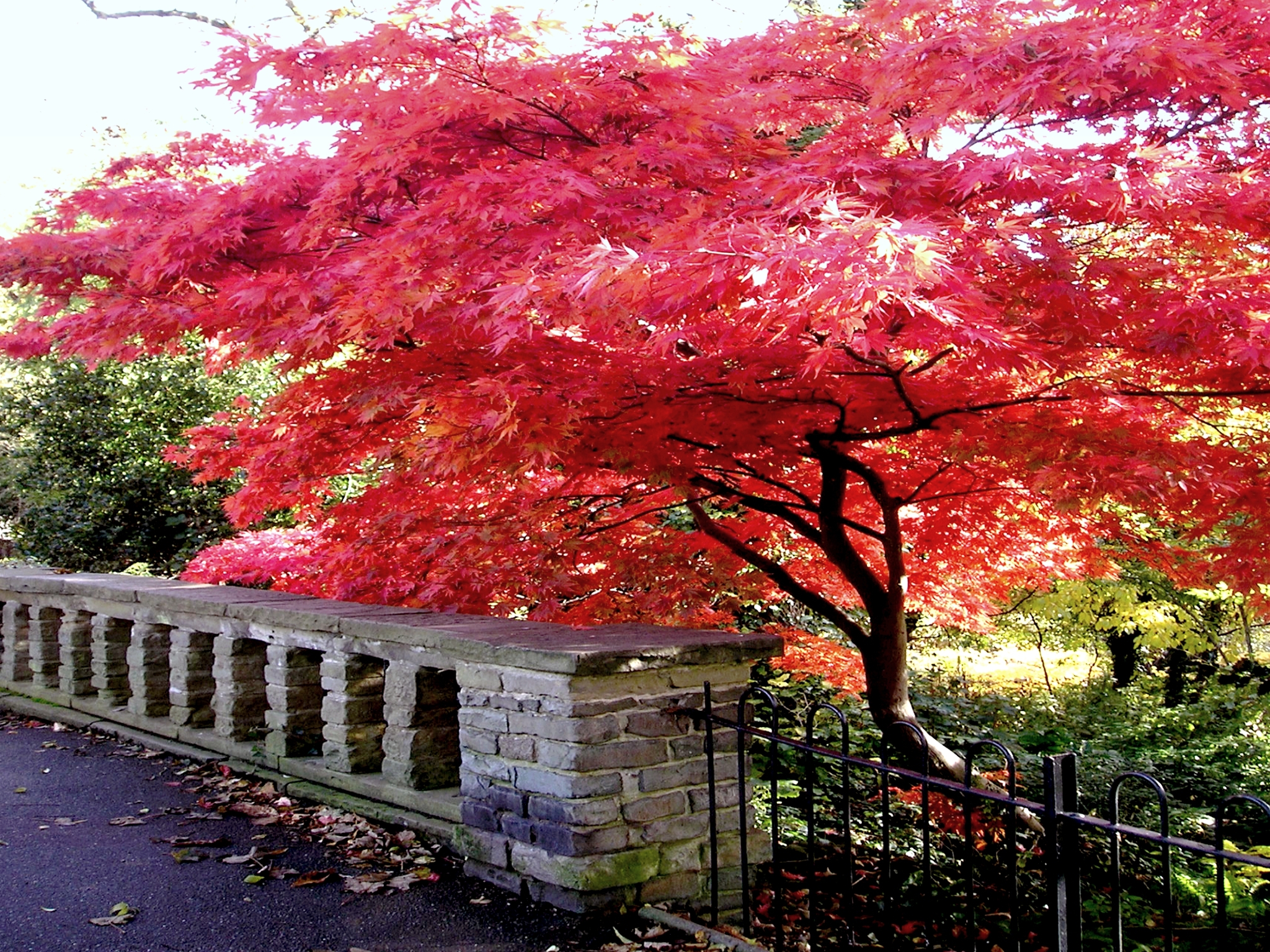 Скачать картинку Деревья, Осень, Красный, Парк, Дерево, Мост, Земля/природа в телефон бесплатно.