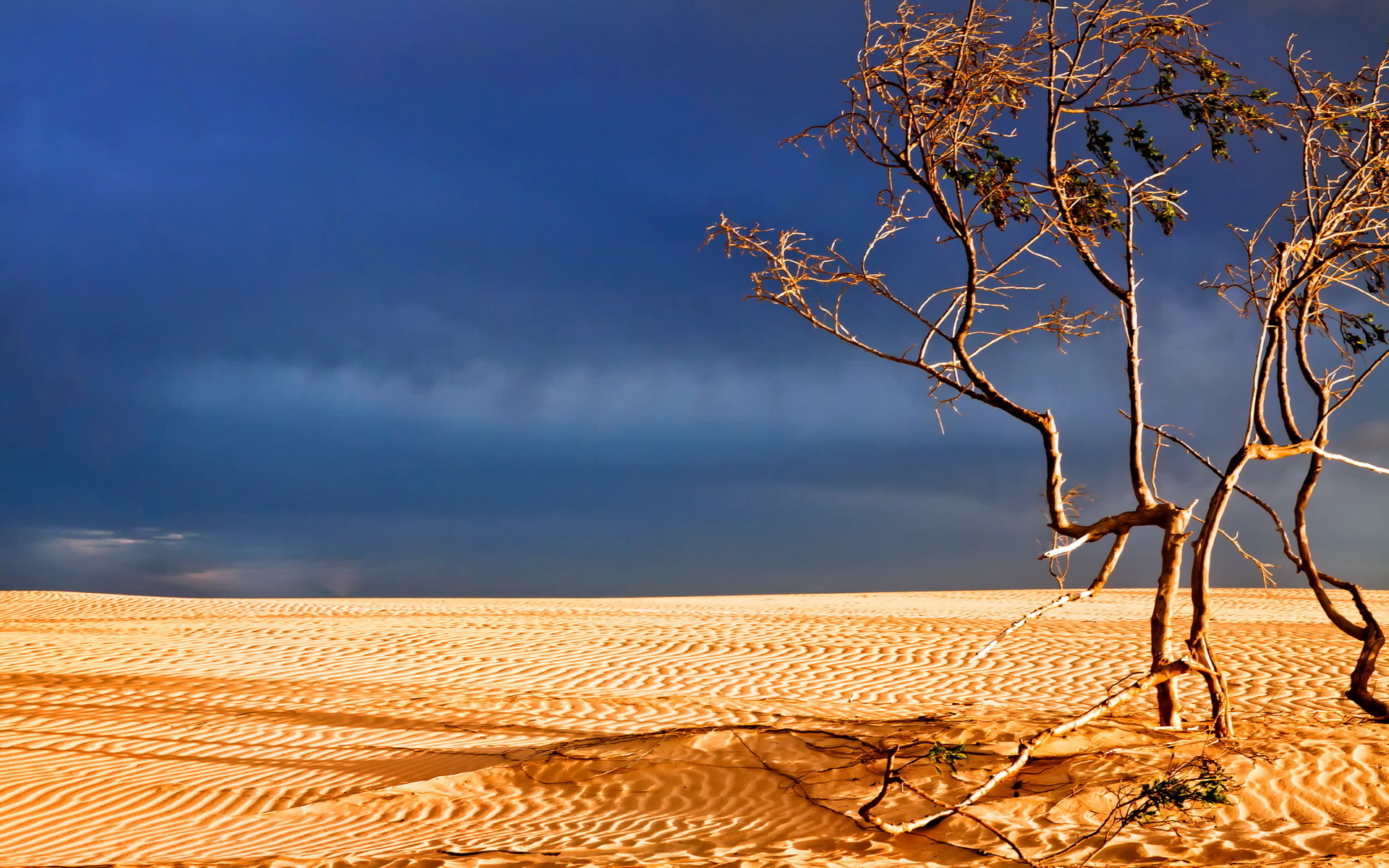 Download mobile wallpaper Landscape, Nature, Sand, Desert, Tree, Earth for free.