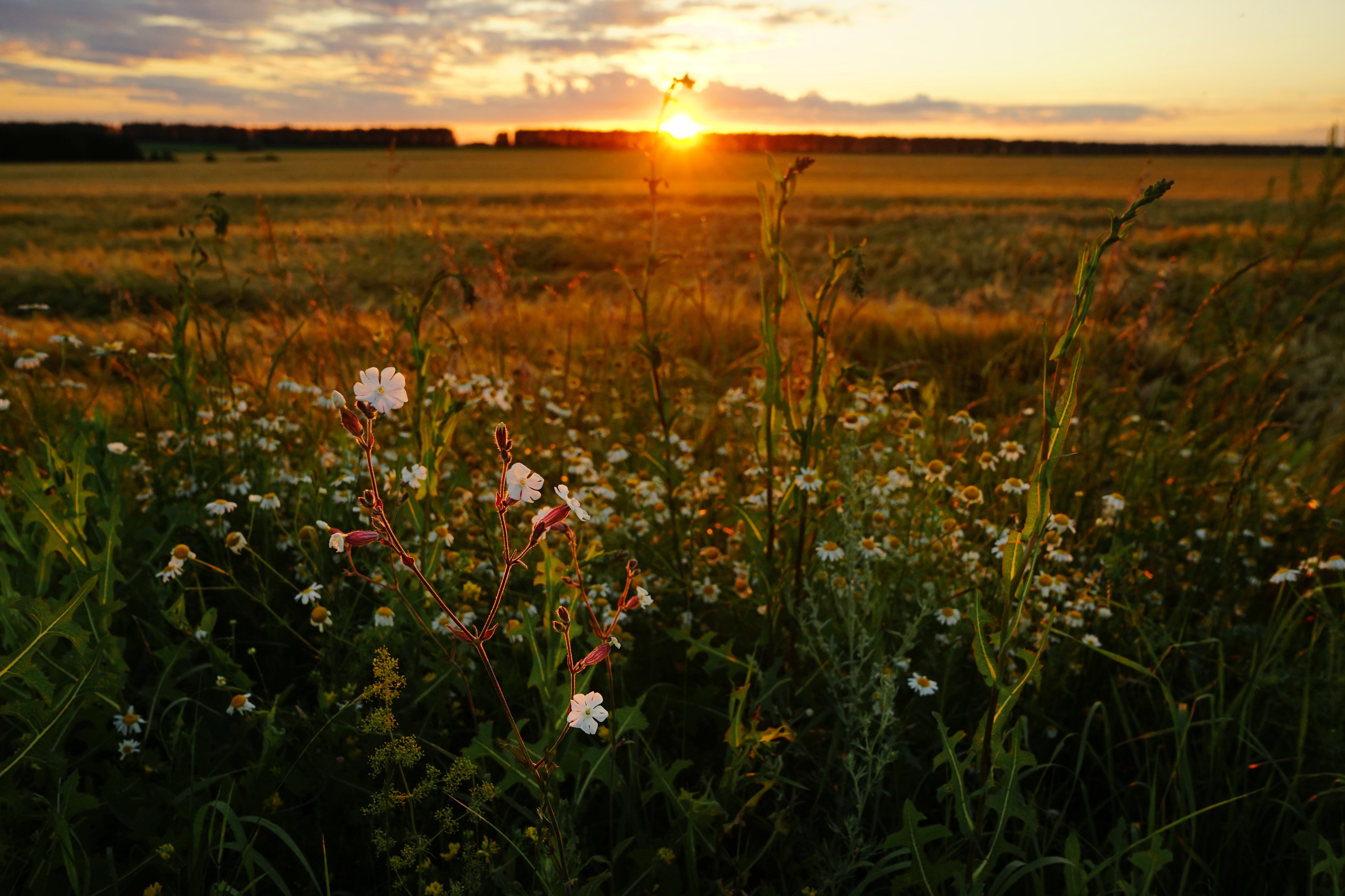 Download mobile wallpaper Sunset, Sun, Horizon, Earth, Field, Wildflower for free.
