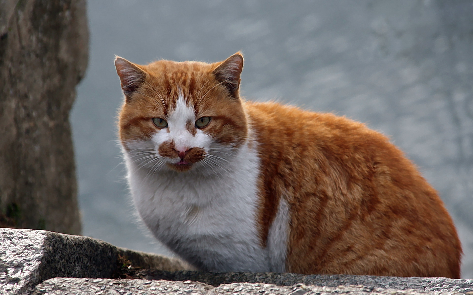 PCデスクトップに動物, ネコ, 猫画像を無料でダウンロード