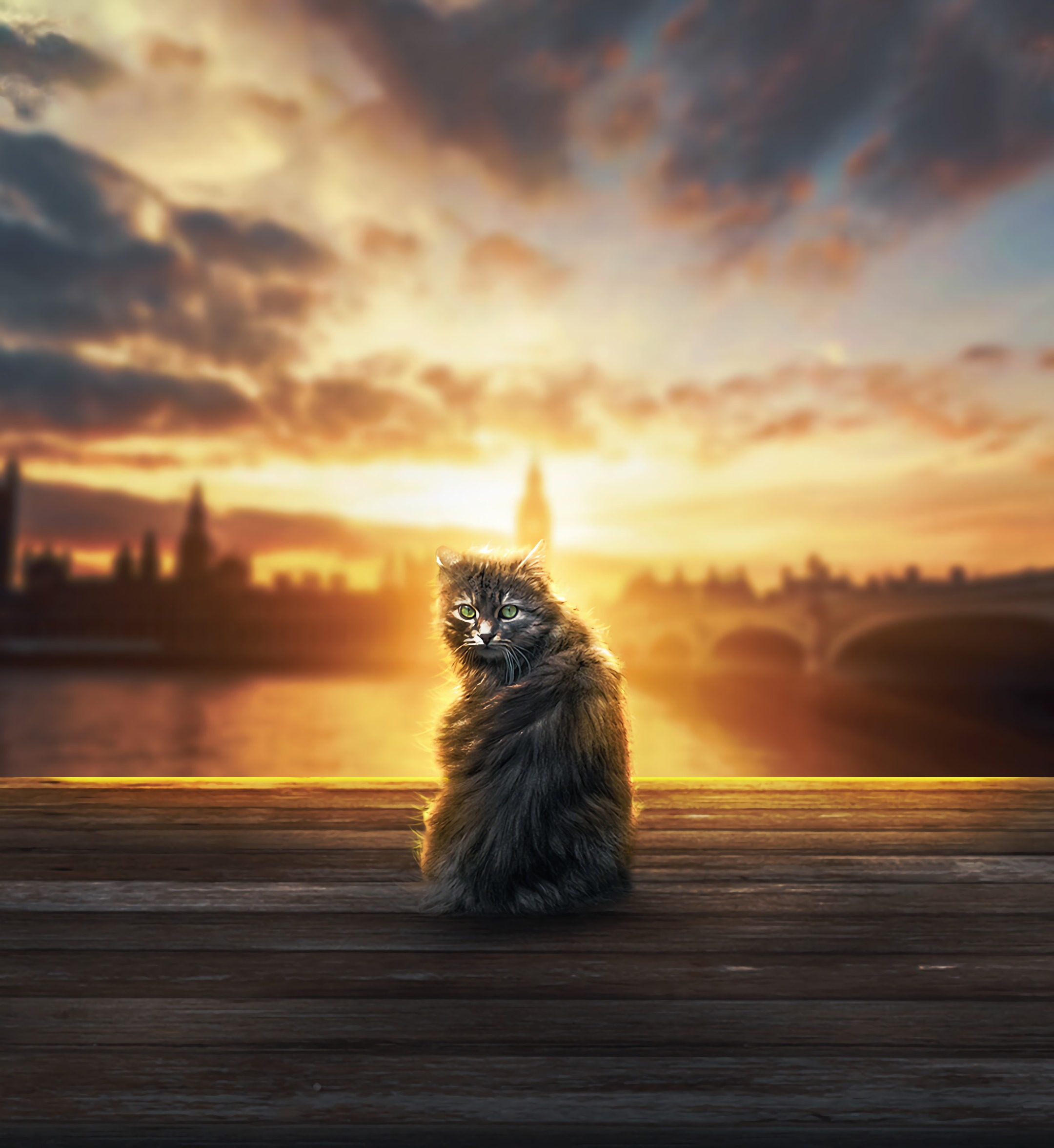 Download mobile wallpaper Fluffy, Opinion, Sight, Sunlight, Cat, Animals for free.
