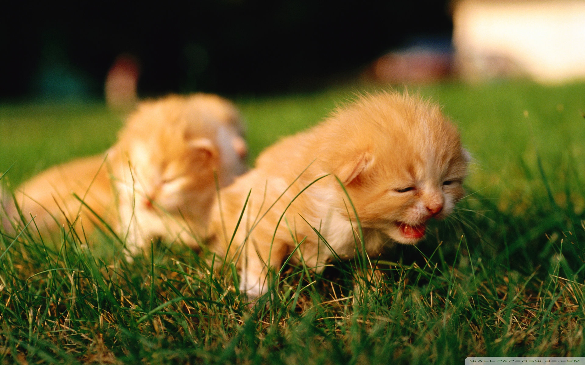 Handy-Wallpaper Tiere, Katzen, Katze kostenlos herunterladen.