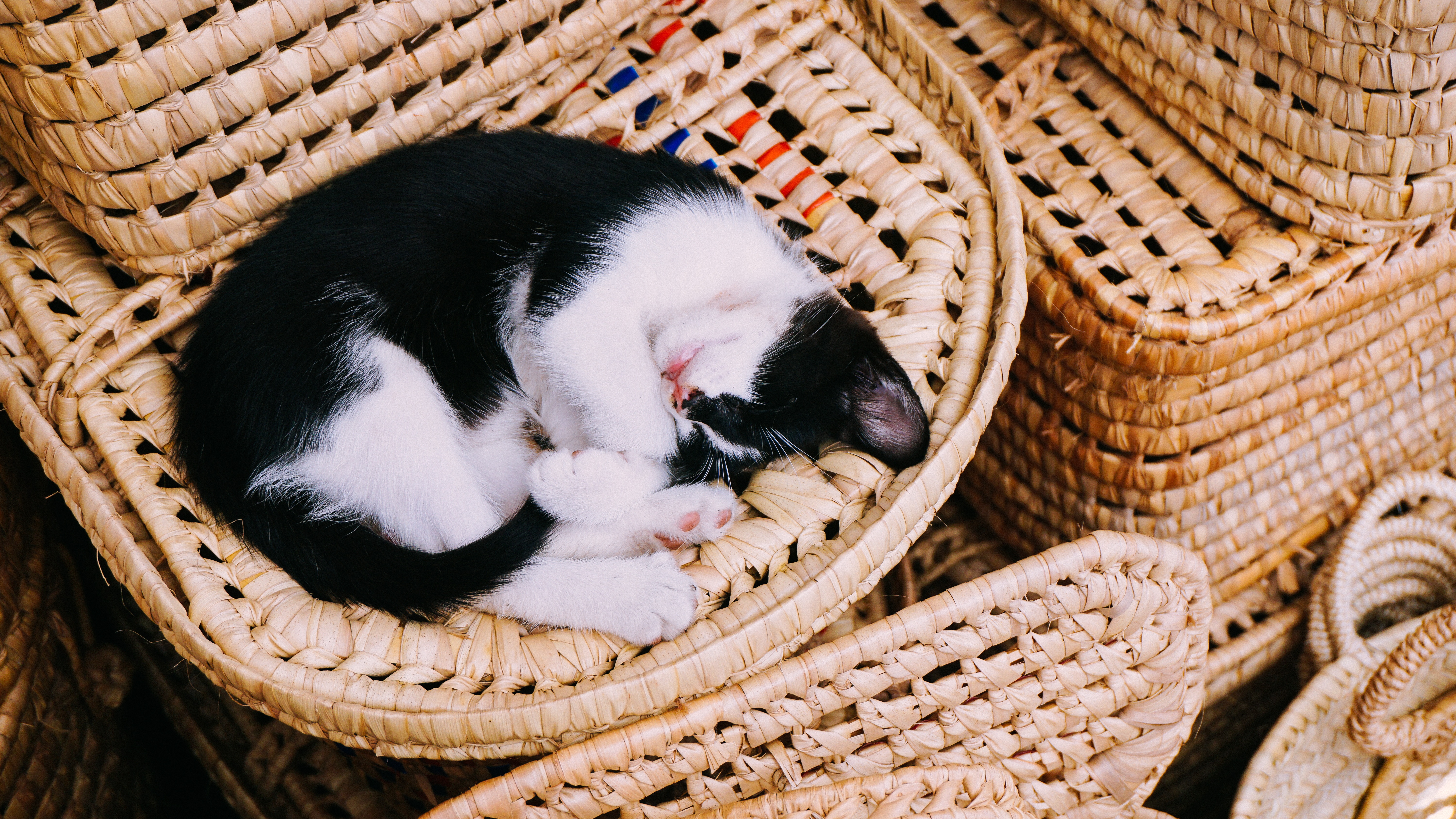 Download mobile wallpaper Cats, Cat, Kitten, Animal, Basket, Sleeping, Baby Animal for free.