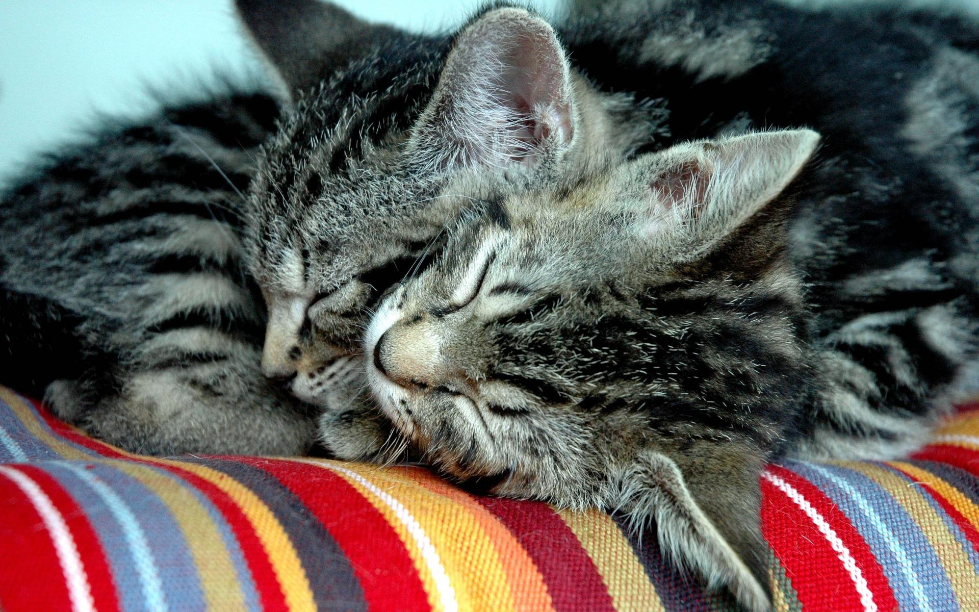 Baixe gratuitamente a imagem Gato, Gatos, Animais na área de trabalho do seu PC