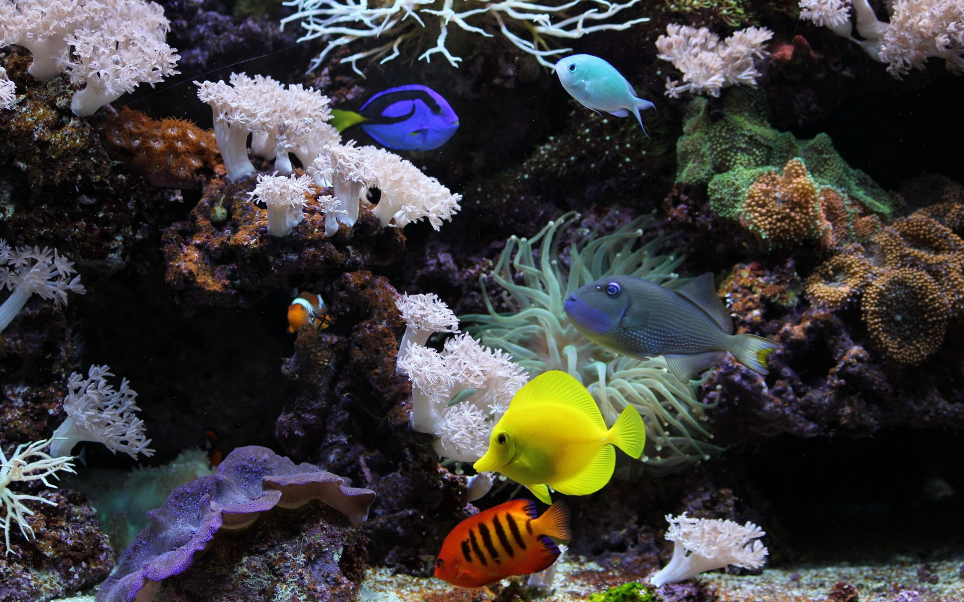 310752 descargar fondo de pantalla peces, animales, pez: protectores de pantalla e imágenes gratis