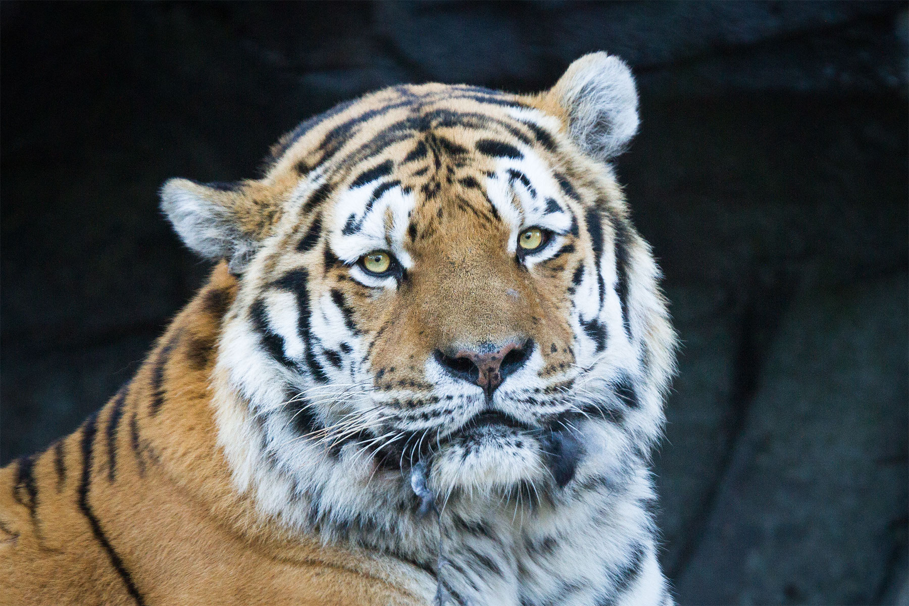 Baixe gratuitamente a imagem Animais, Gatos, Tigre na área de trabalho do seu PC