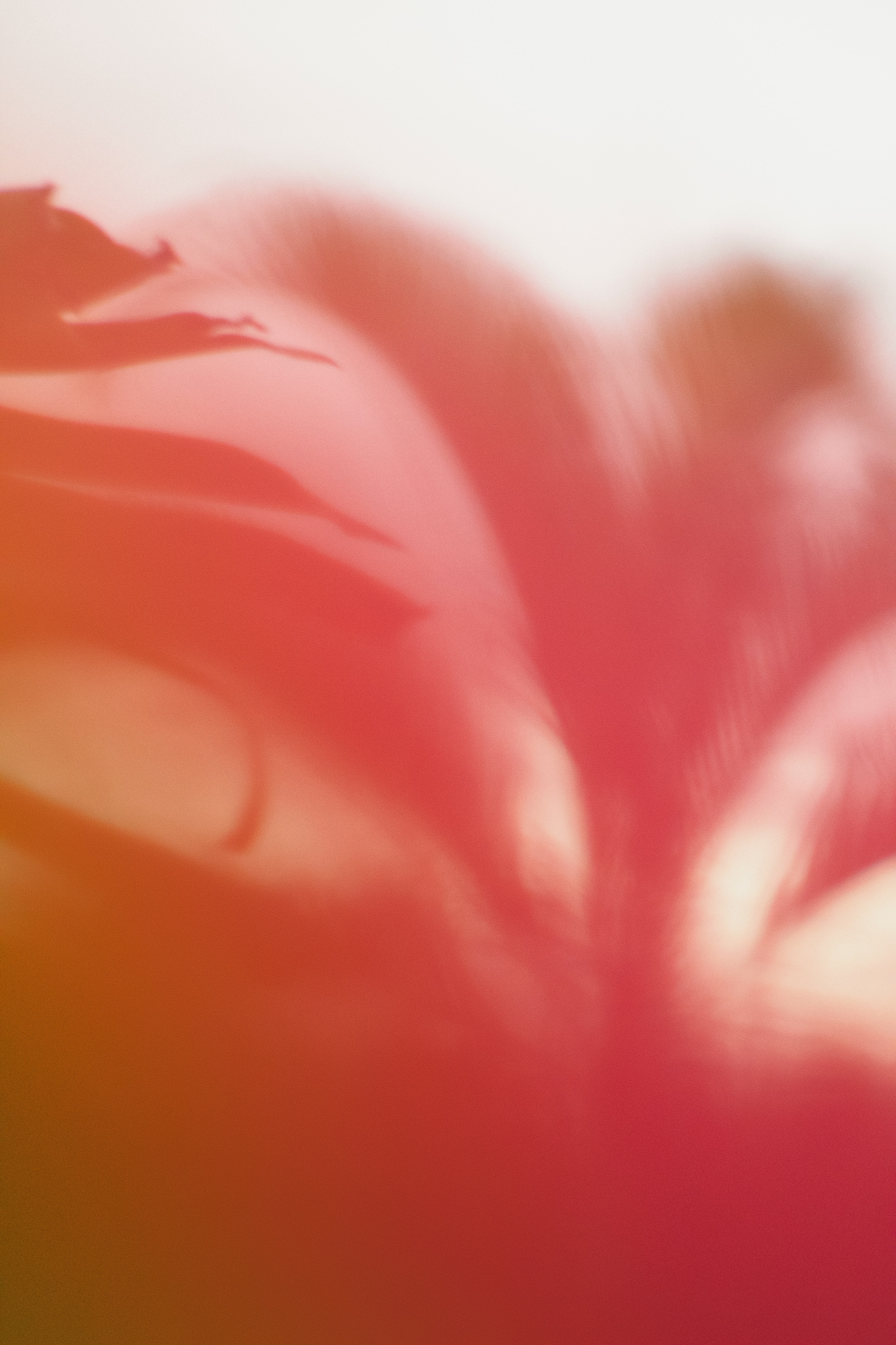 Free download wallpaper Pink, Smooth, Distortion, Petals, Blur, Abstract, Pattern on your PC desktop