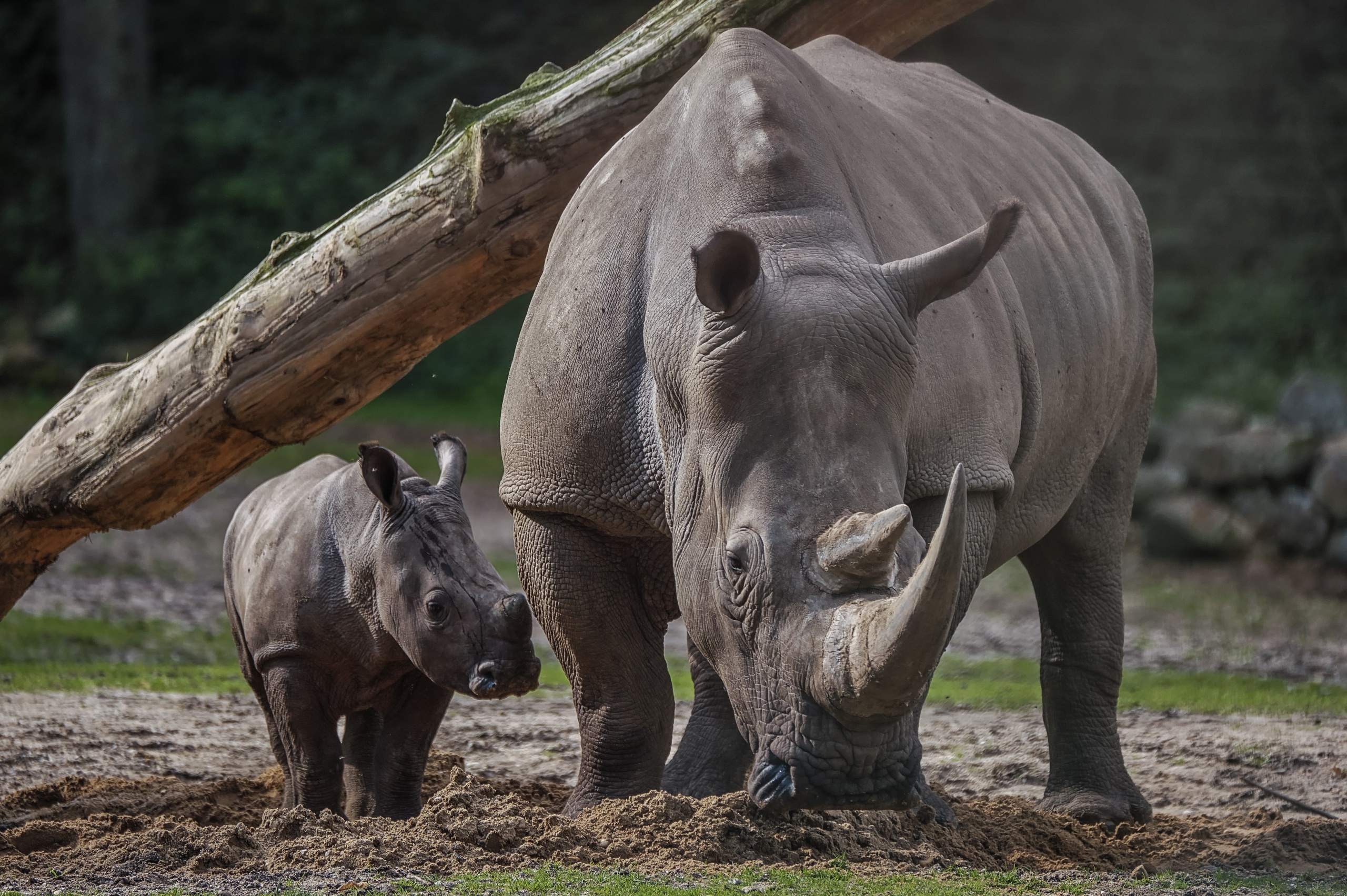 Téléchargez des papiers peints mobile Animaux, Rhinocéros, Bébé Animal gratuitement.