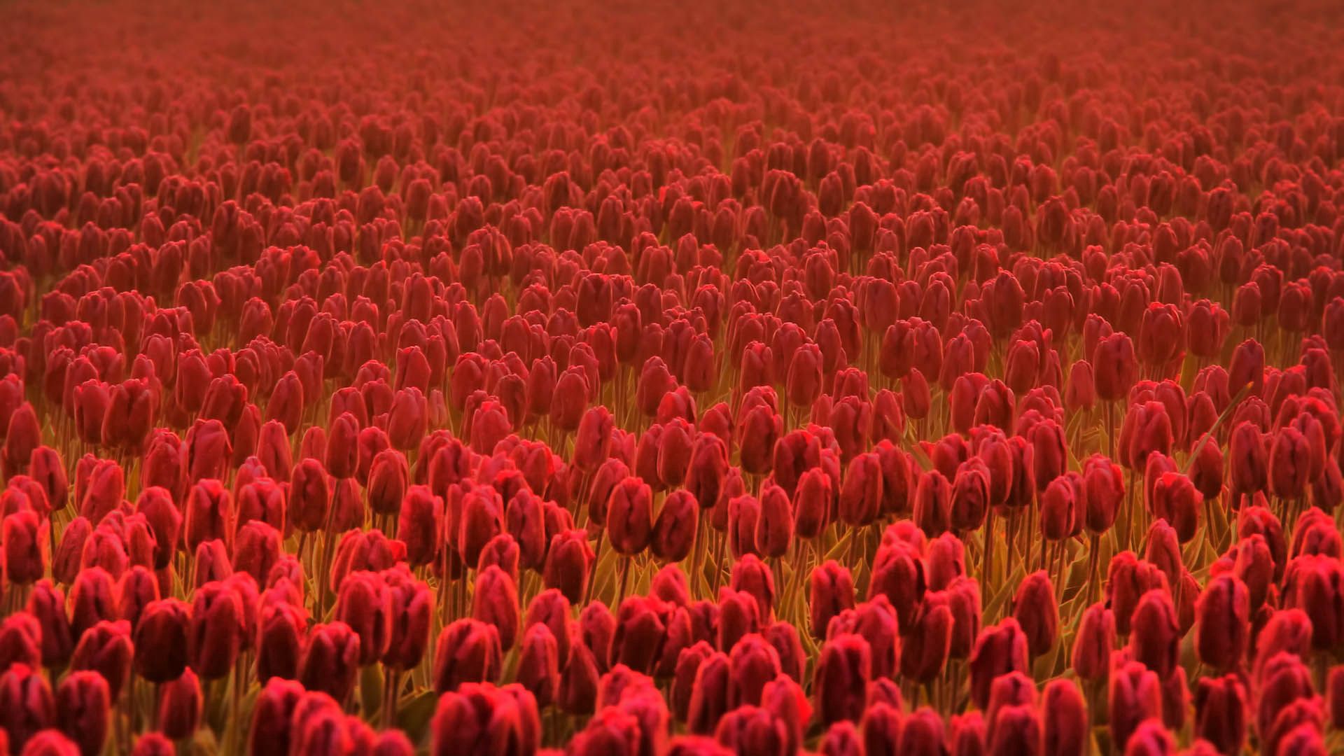 Free download wallpaper Flowers, Lot, Field, Tulips on your PC desktop