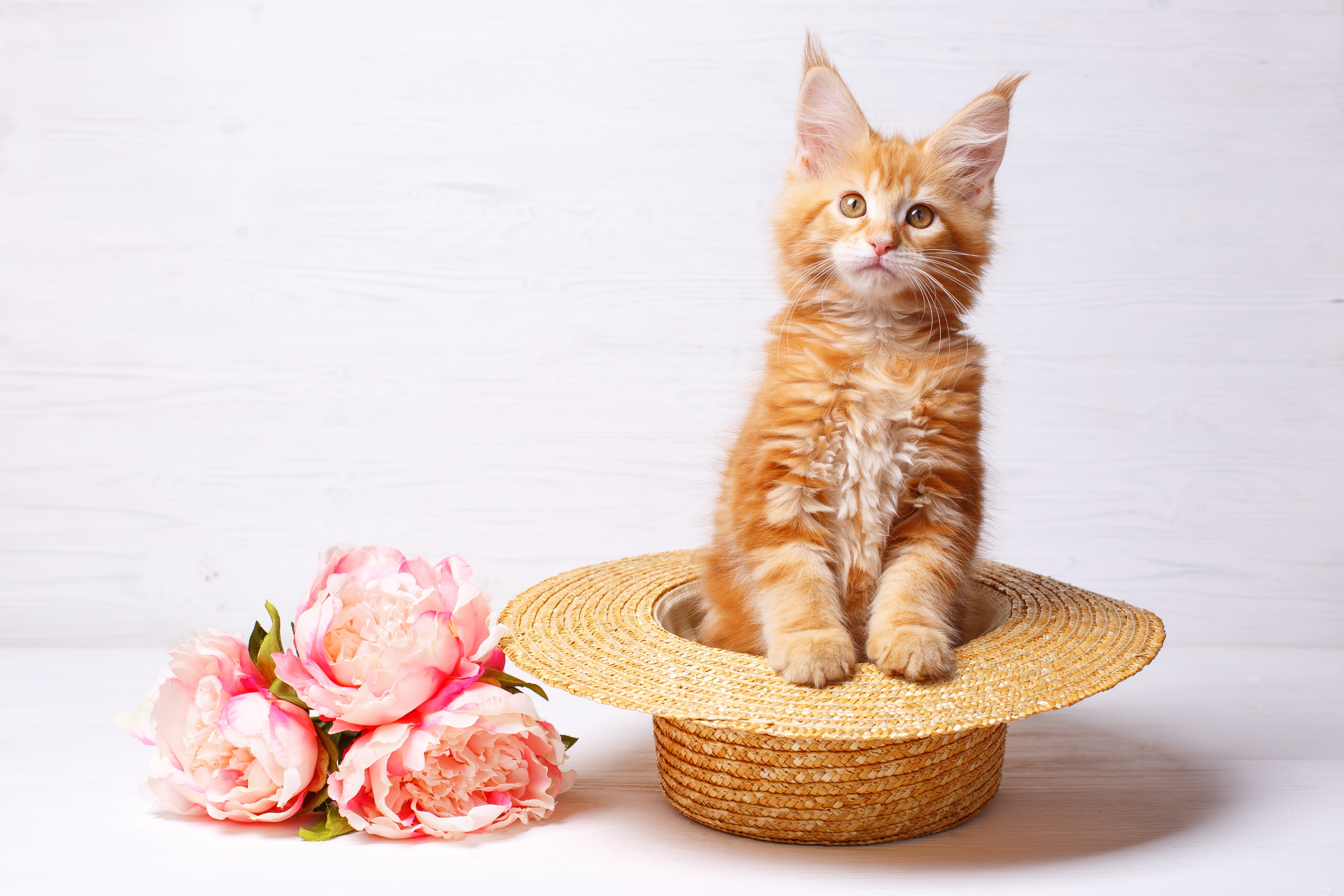 Laden Sie das Tiere, Katzen, Katze, Hut, Strohhut-Bild kostenlos auf Ihren PC-Desktop herunter
