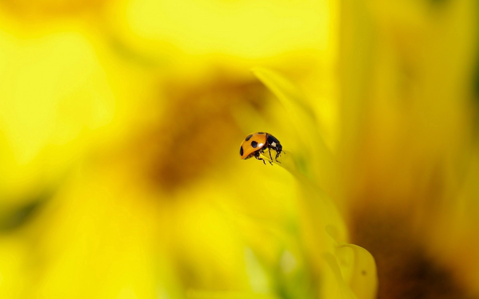 Download mobile wallpaper Ladybird, Macro, Ladybug, Nature, Background for free.