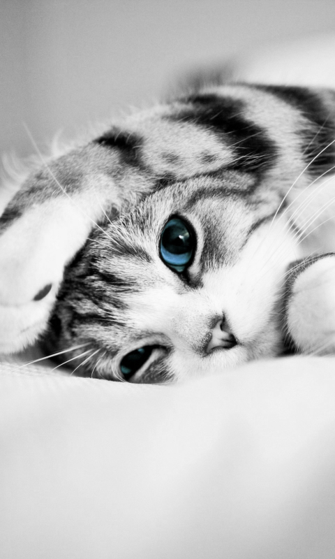 Download mobile wallpaper Cats, Cat, Kitten, Animal, Cute, Blue Eyes for free.