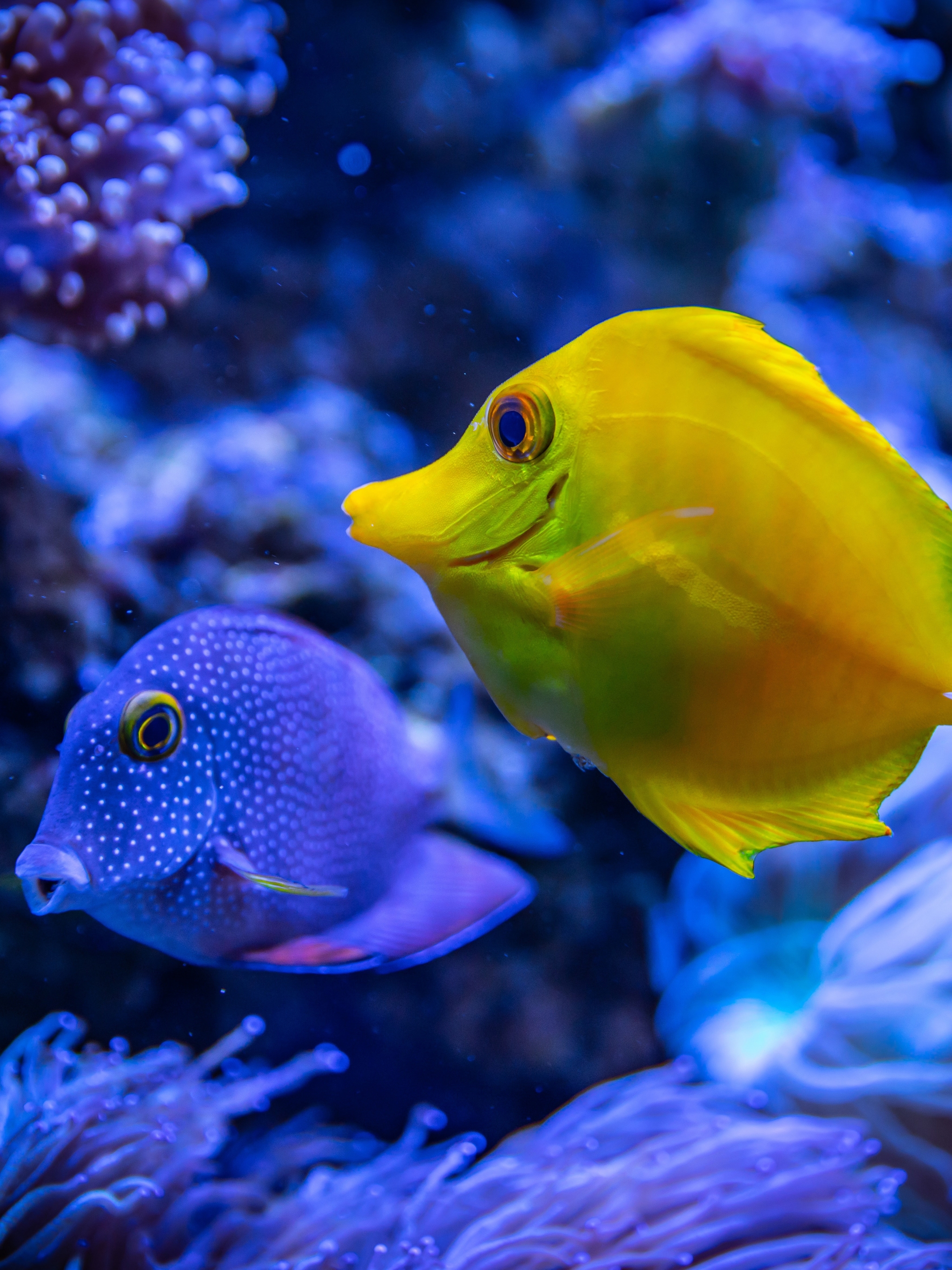 Laden Sie das Tiere, Fische, Fisch, Unterwasser-Bild kostenlos auf Ihren PC-Desktop herunter