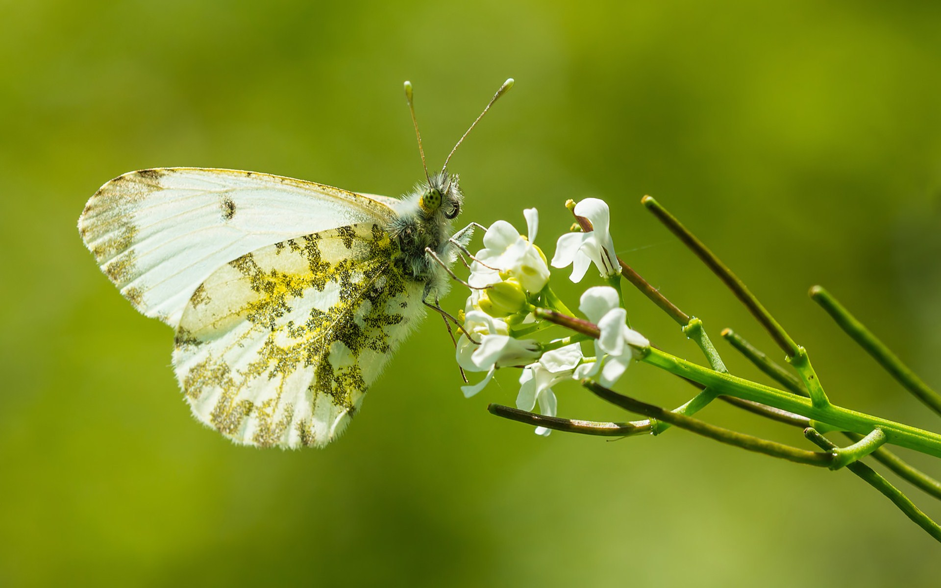 Baixe gratuitamente a imagem Animais, Borboleta na área de trabalho do seu PC