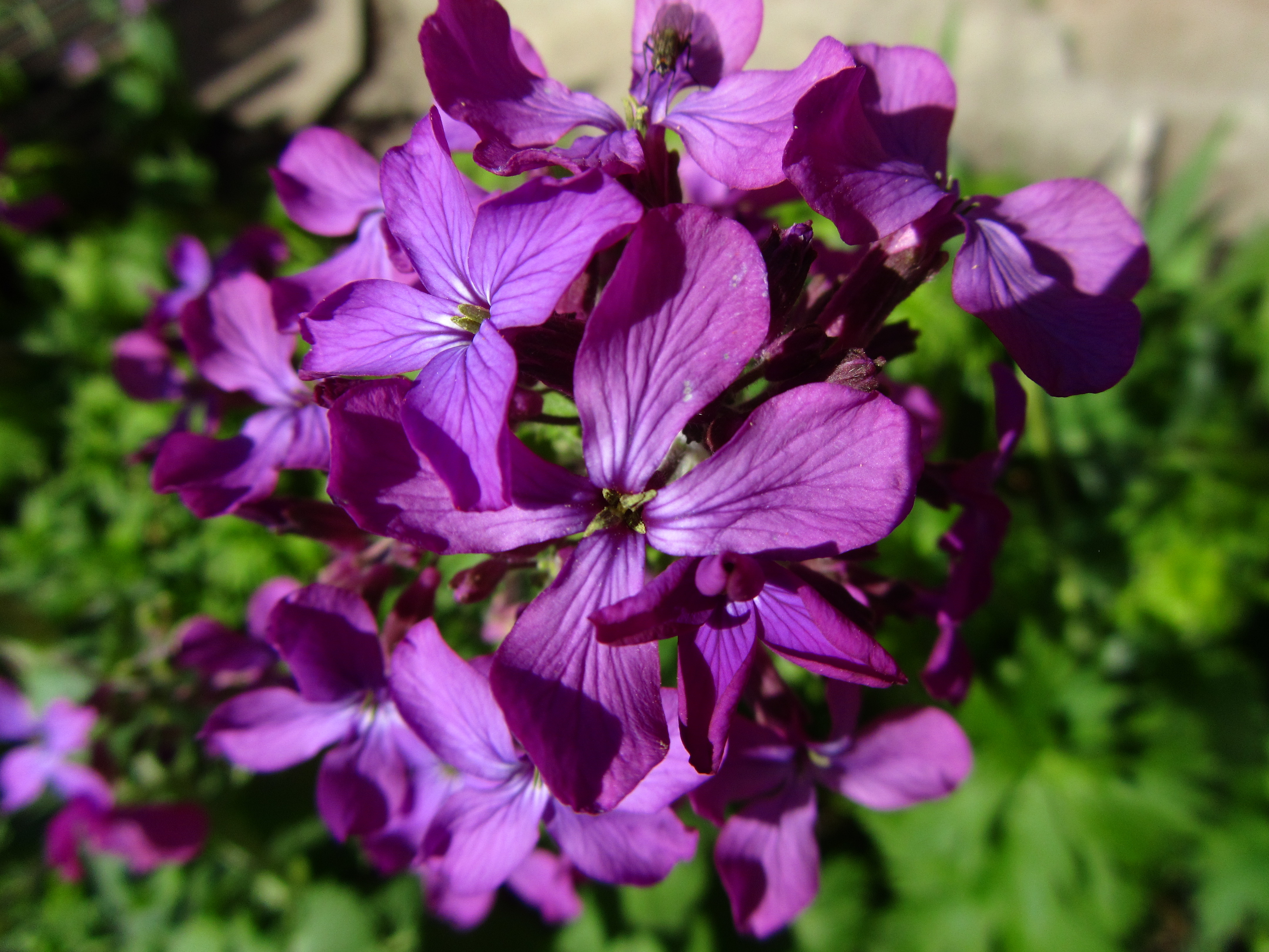 Descarga gratis la imagen Flores, Flor, Tierra/naturaleza en el escritorio de tu PC