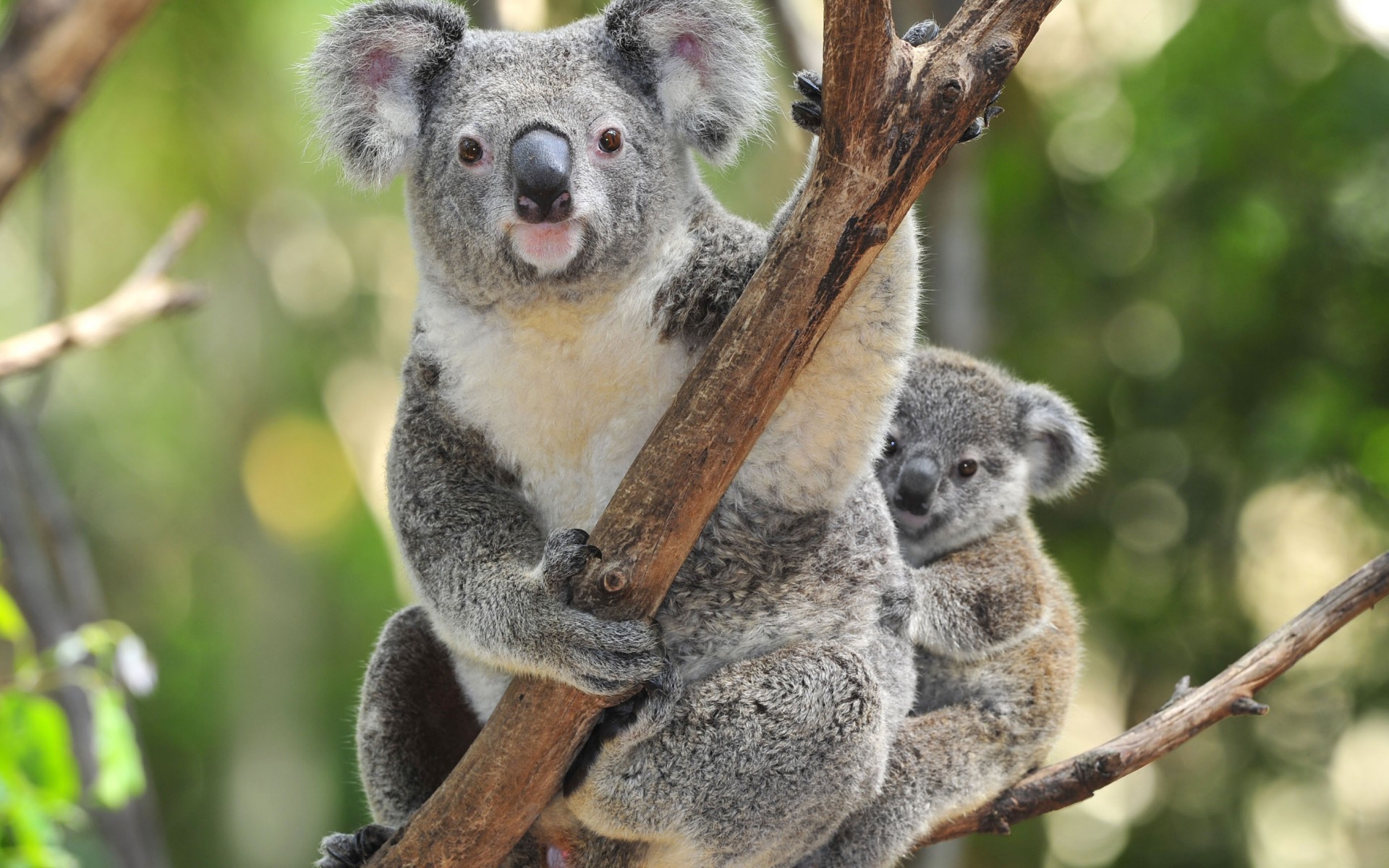 590567 скачать обои коала, животные - заставки и картинки бесплатно