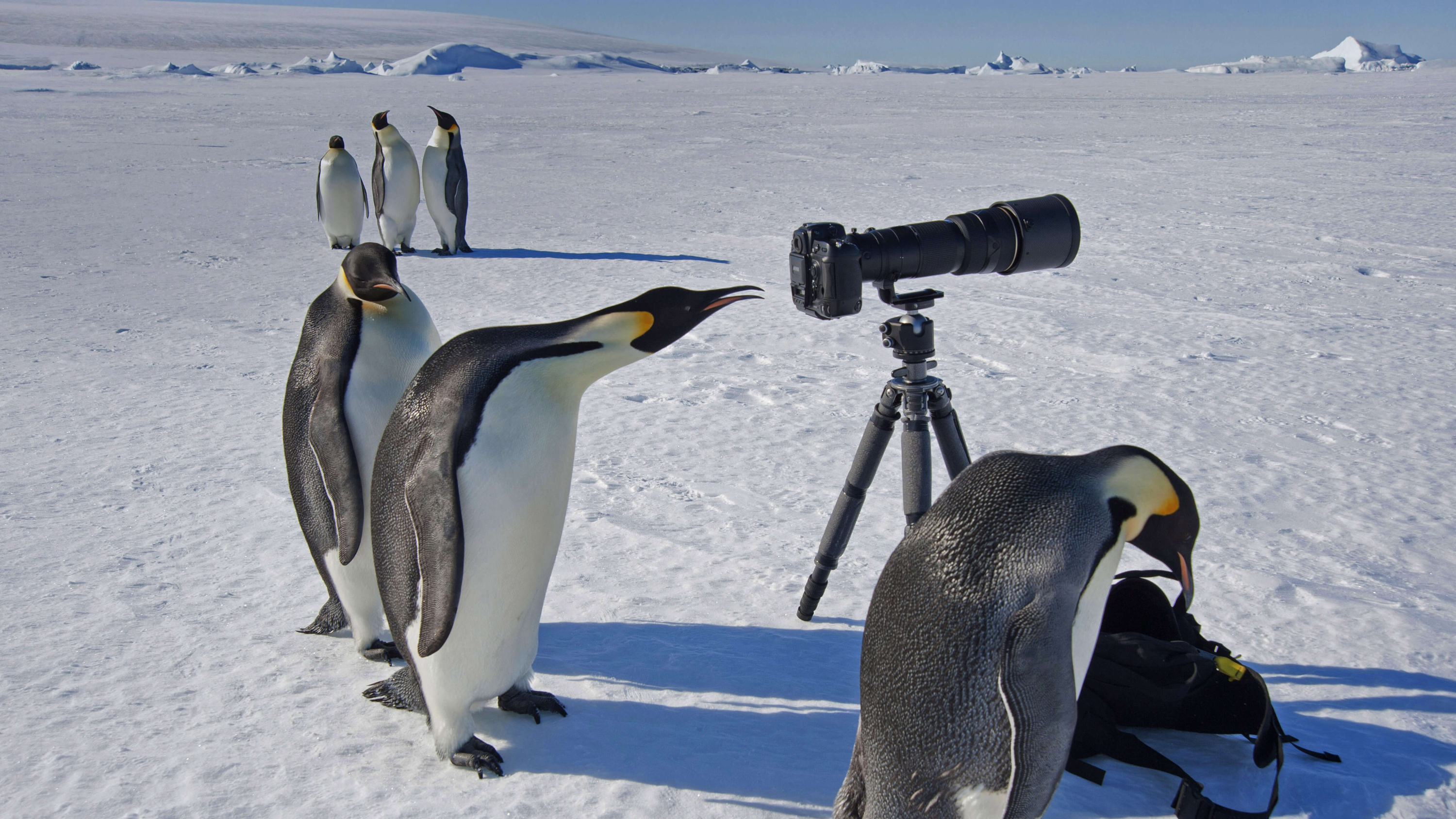penguin, camera, animal, emperor penguin, antarctica, birds