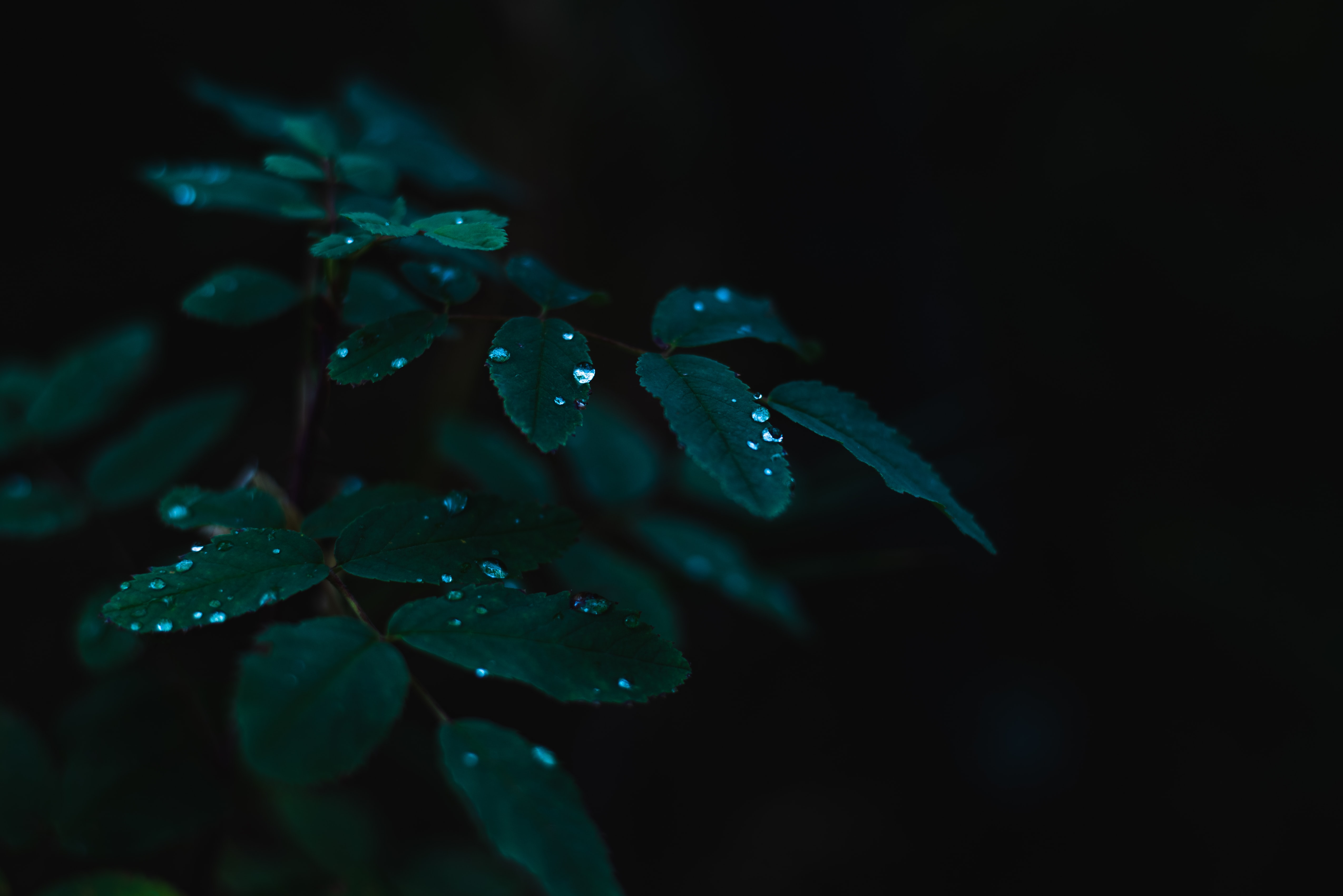 dark, dew, leaves, drops, plant, wet