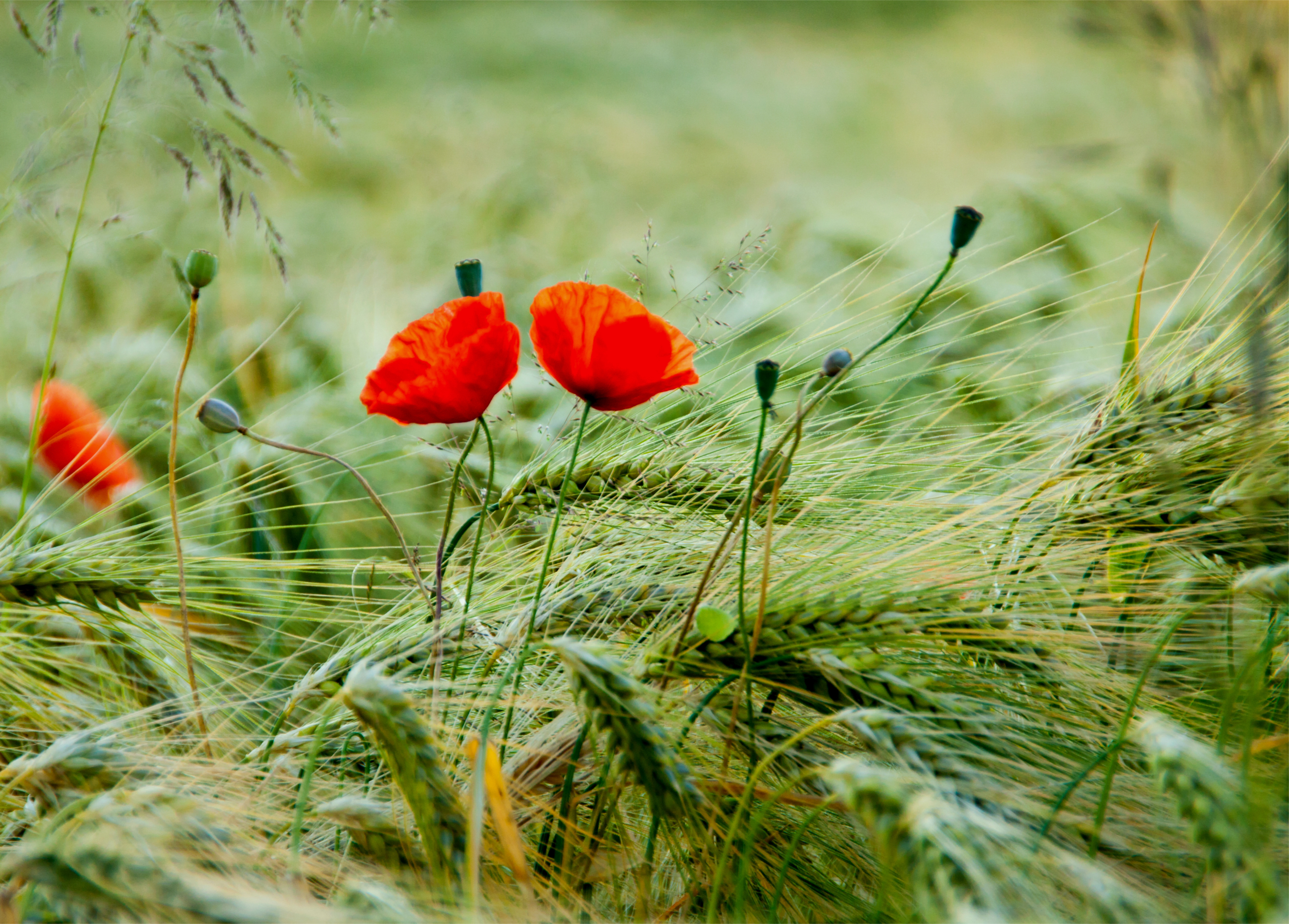 Download mobile wallpaper Poppy, Flowers, Earth for free.