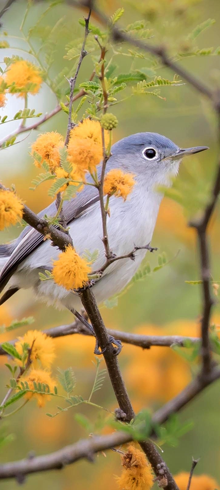 Baixar papel de parede para celular de Animais, Aves, Pássaro gratuito.