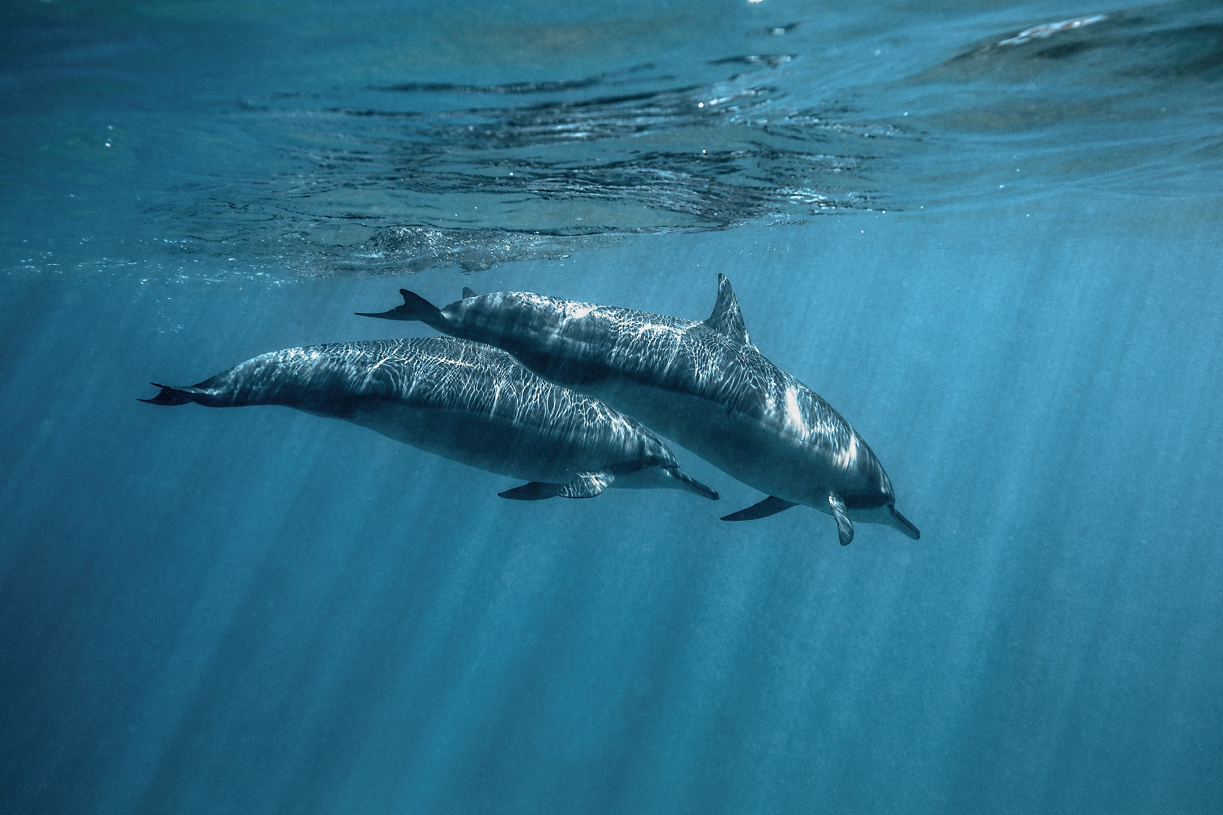 Download mobile wallpaper Animal, Dolphin, Underwater, Sea Life for free.