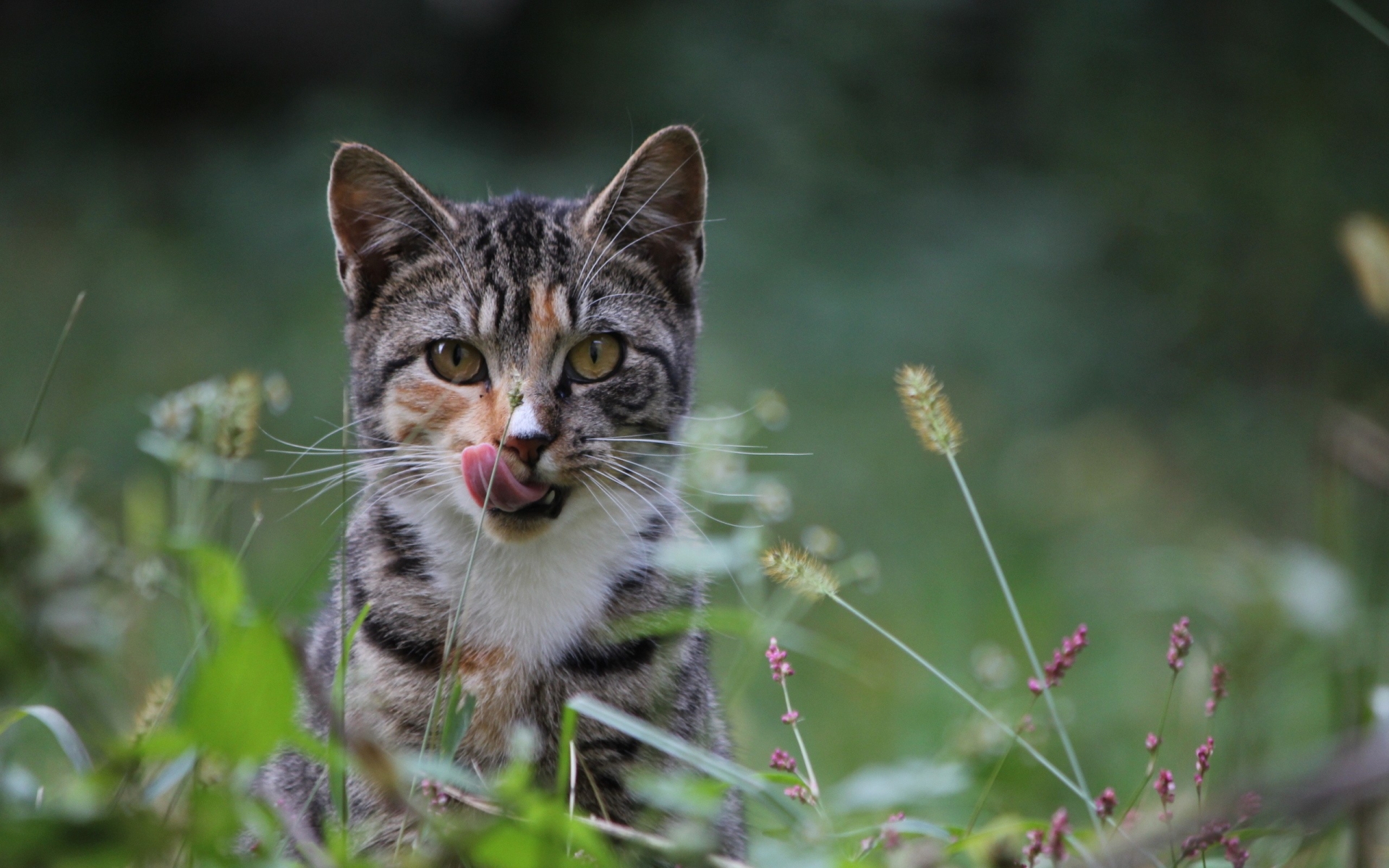 Handy-Wallpaper Tiere, Katze kostenlos herunterladen.