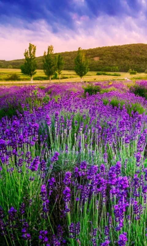 Download mobile wallpaper Flowers, Earth, Lavender for free.