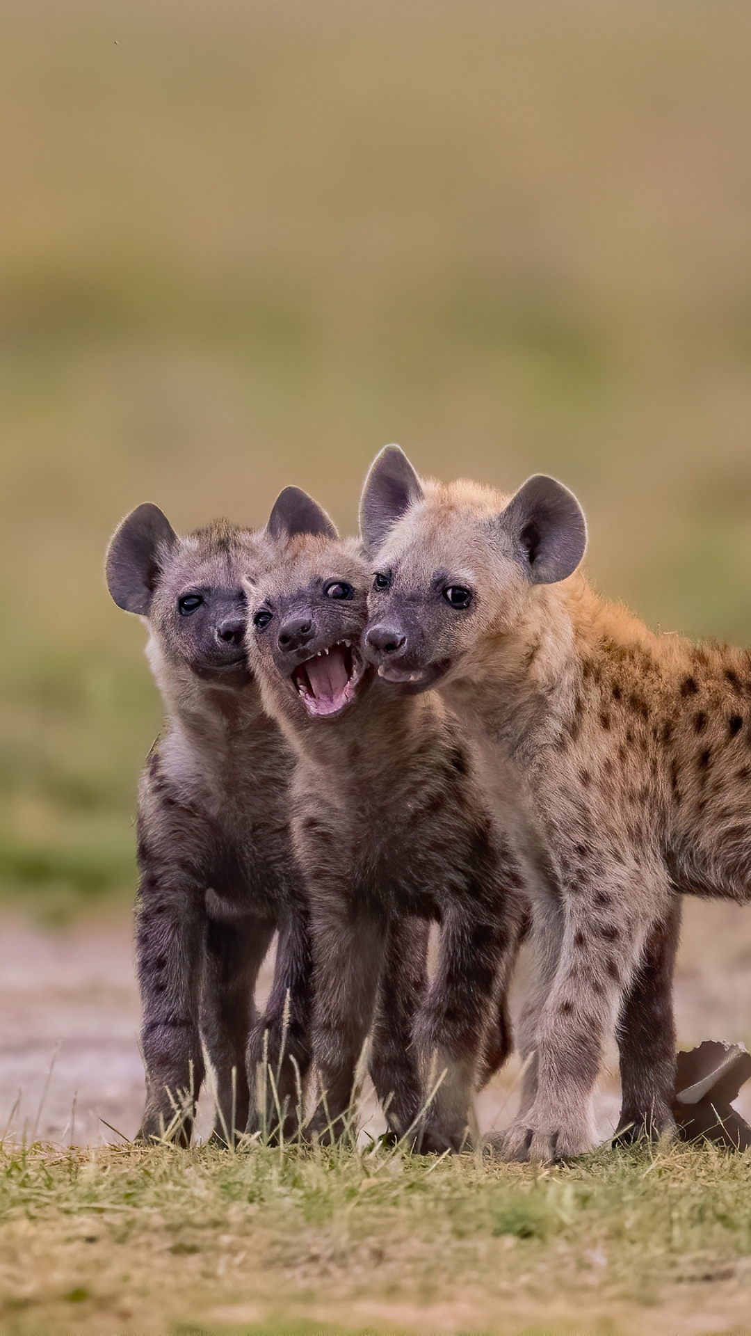 1388000 télécharger le fond d'écran animaux, hyène tachetée, bébé animal, hyène, lionceau - économiseurs d'écran et images gratuitement
