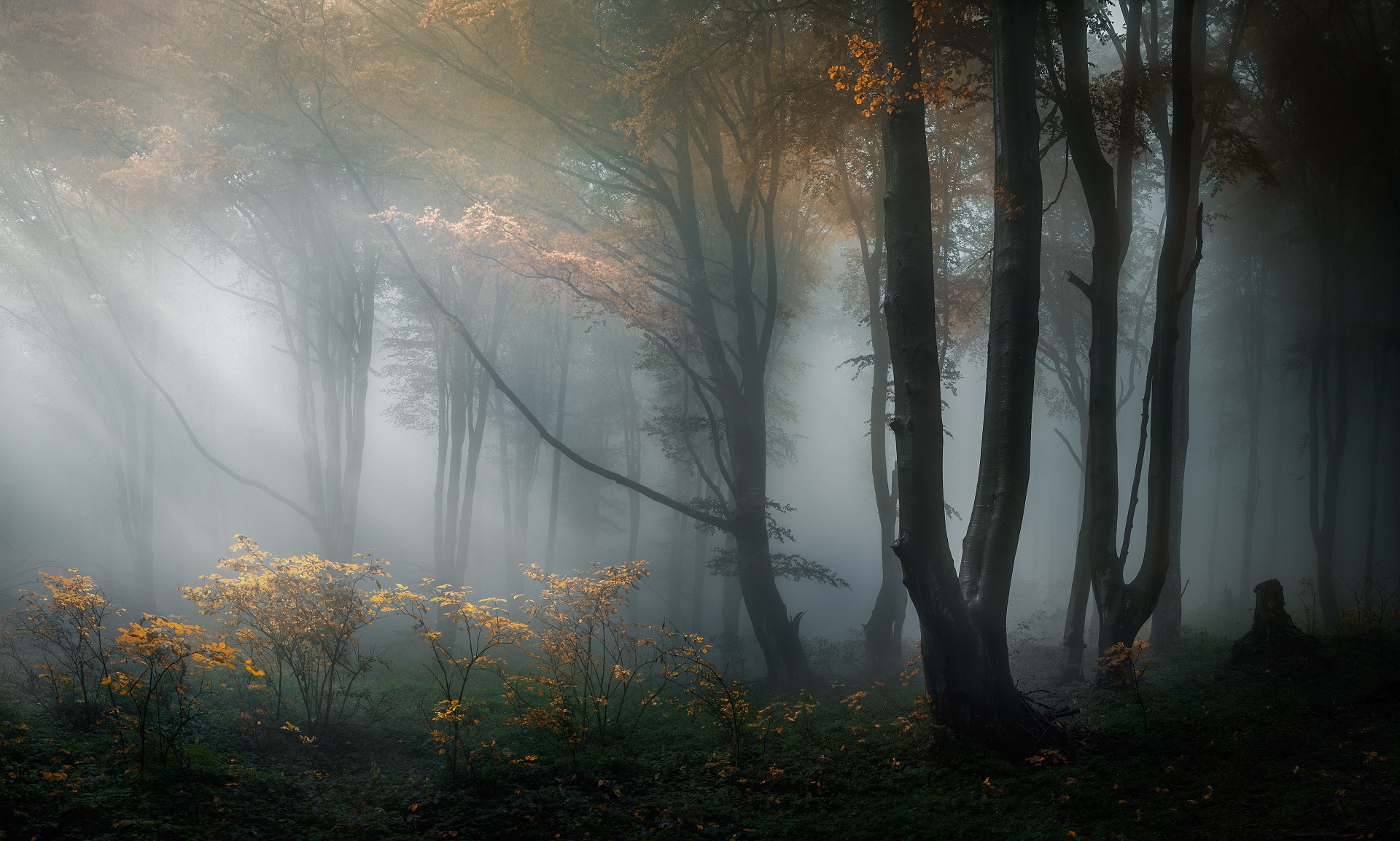 Download mobile wallpaper Nature, Forest, Fog, Fall, Earth for free.