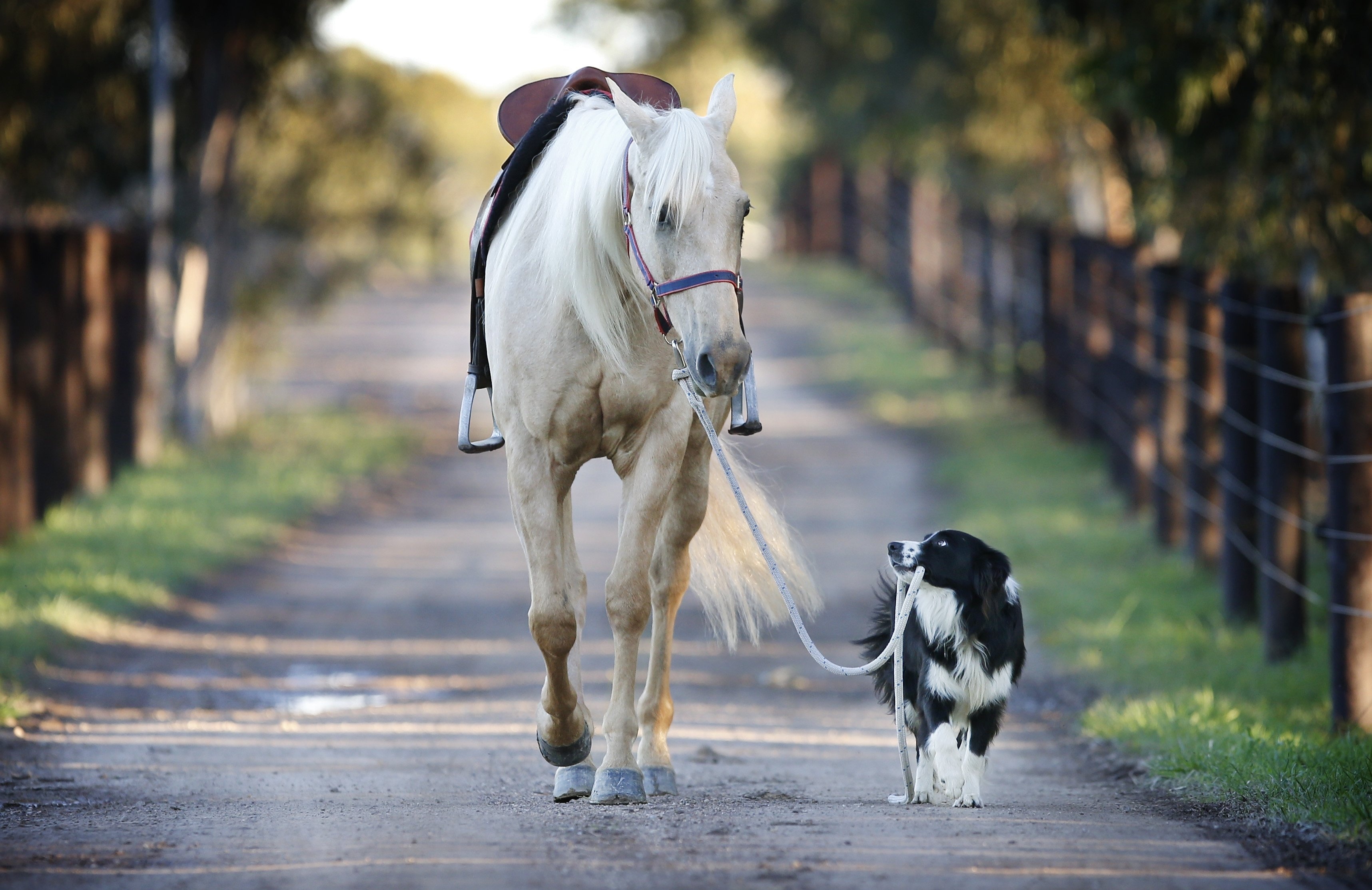 Baixar papel de parede para celular de Animais, Cão, Cavalo gratuito.