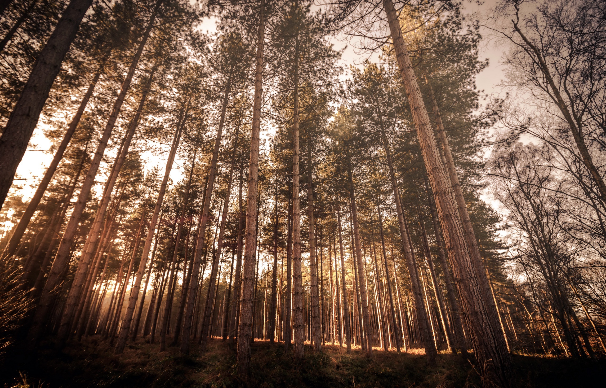 Handy-Wallpaper Natur, Wald, Baum, Erde/natur kostenlos herunterladen.