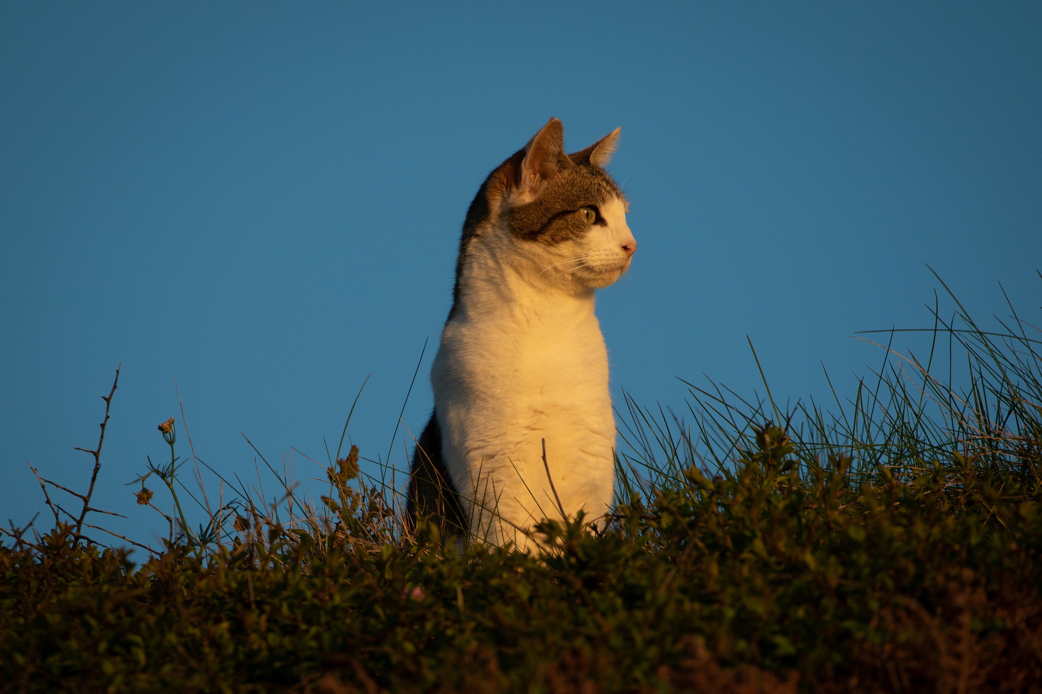 Baixar papel de parede para celular de Animais, Gatos, Gato gratuito.