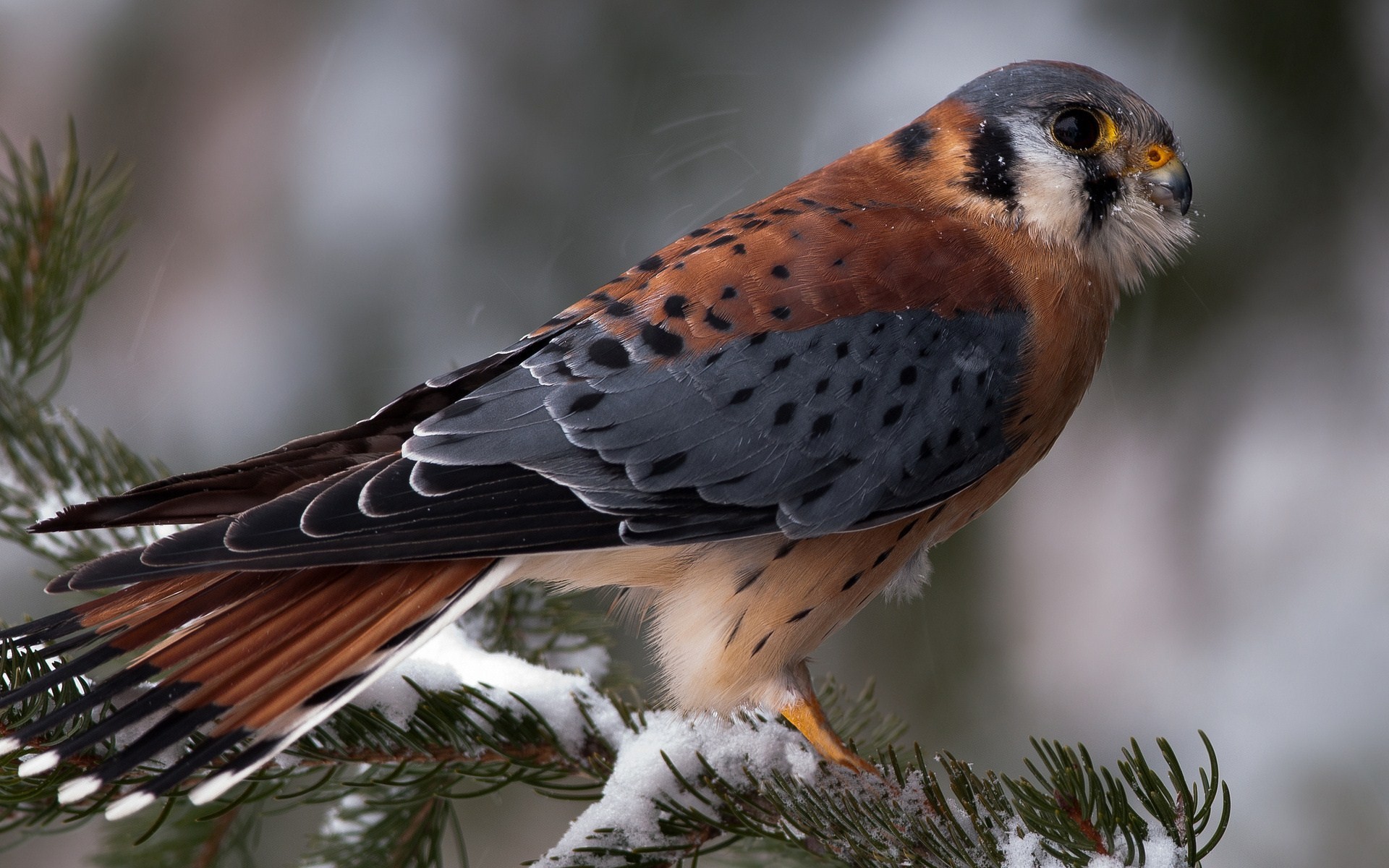 Laden Sie das Tiere, Vogel-Bild kostenlos auf Ihren PC-Desktop herunter