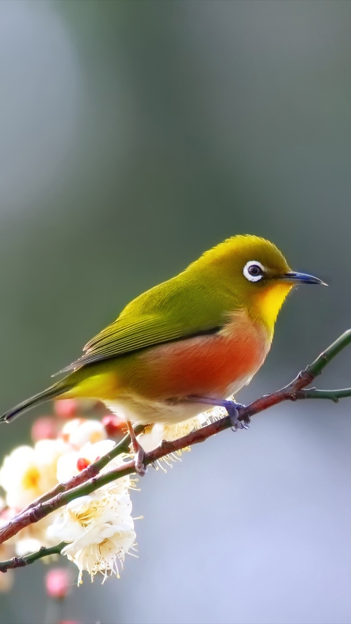 Téléchargez des papiers peints mobile Animaux, Oiseau, Fermer, Printemps, Des Oiseaux, Le Printemps gratuitement.